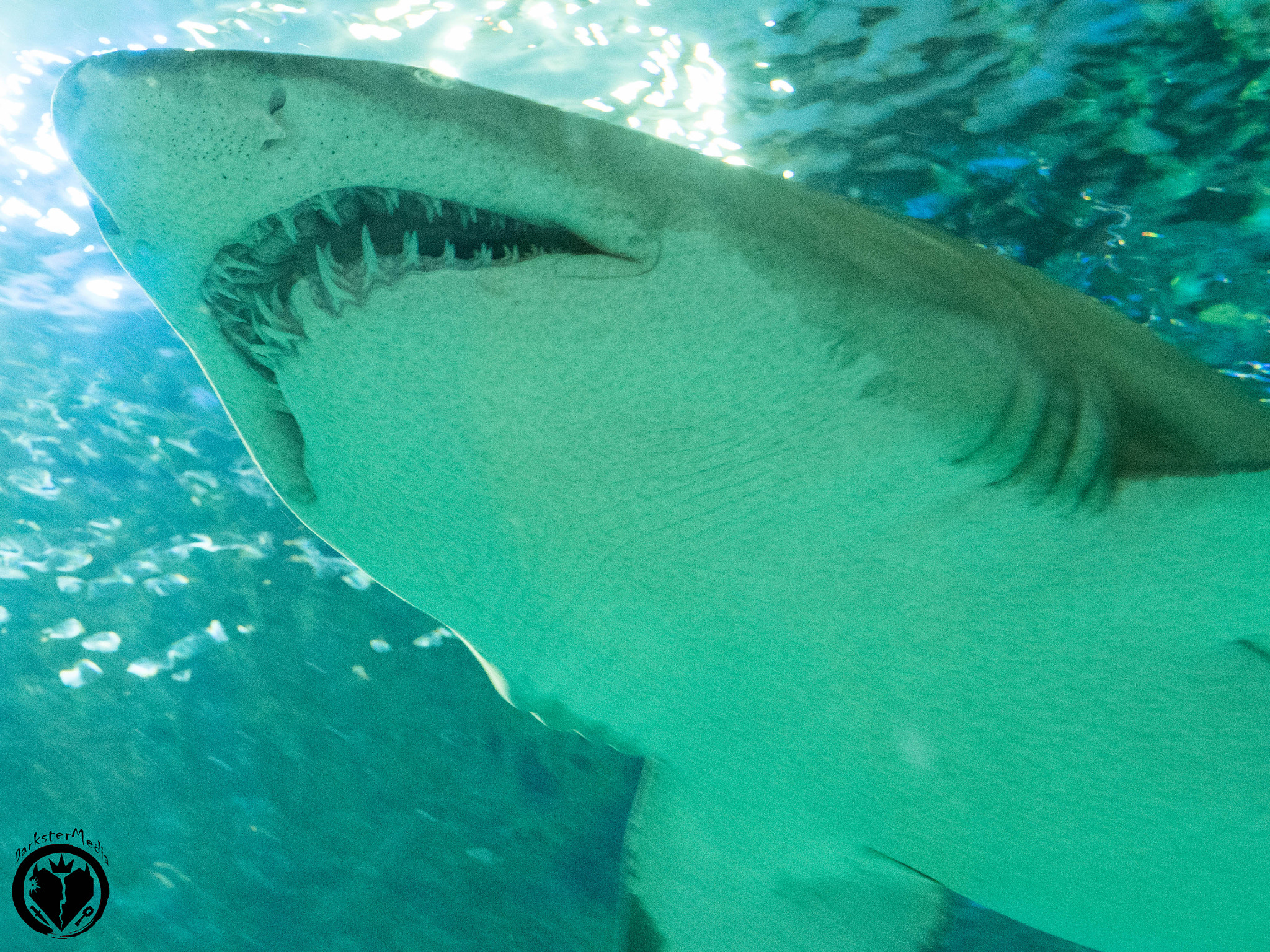 Olympus OM-D E-M5 II + LUMIX G 25/F1.7 sample photo. Ripley's aquarium of canada (july, 9th, 2016) photography