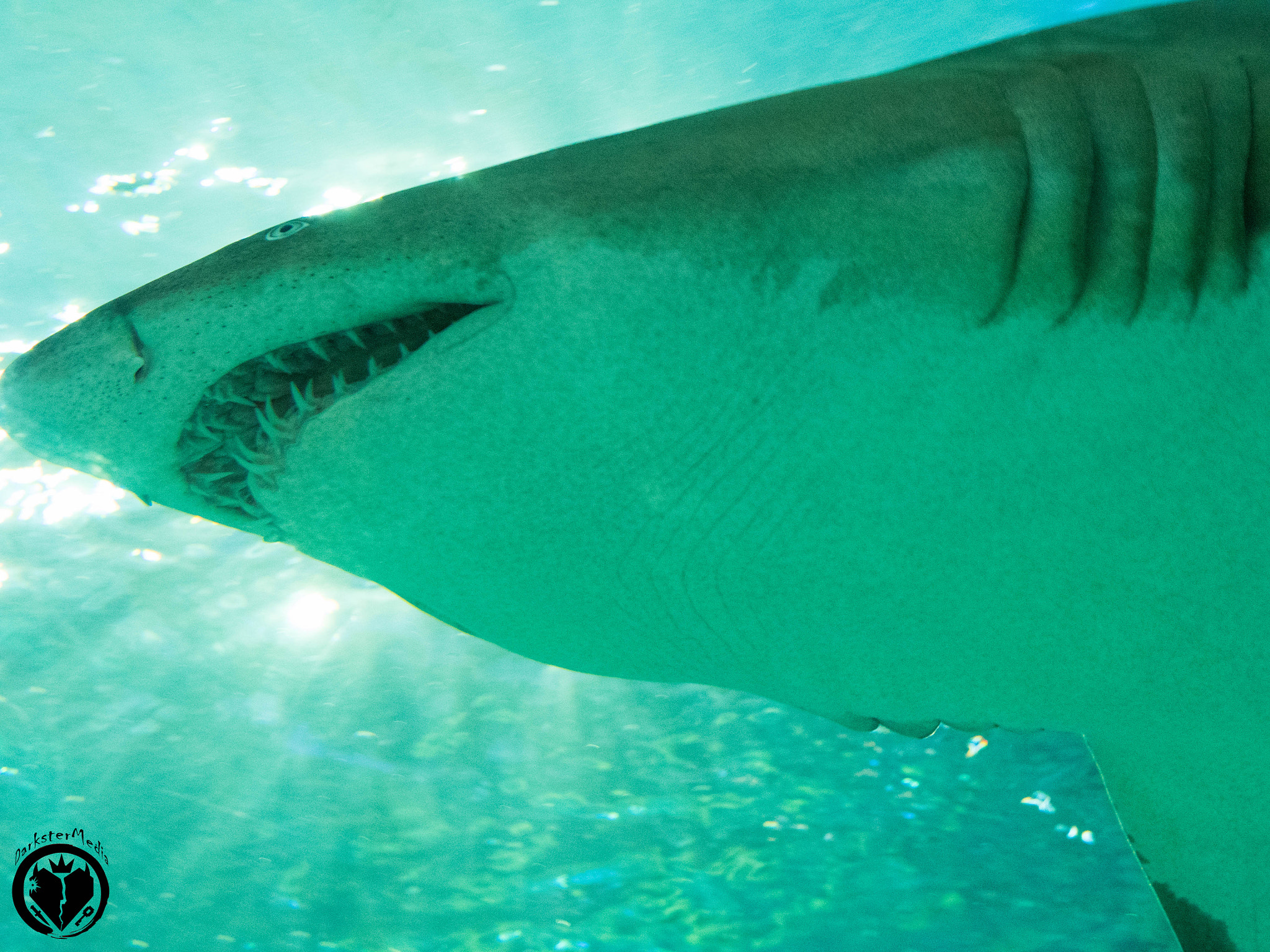 Olympus OM-D E-M5 II + LUMIX G 25/F1.7 sample photo. Ripley's aquarium of canada (july, 9th, 2016) photography