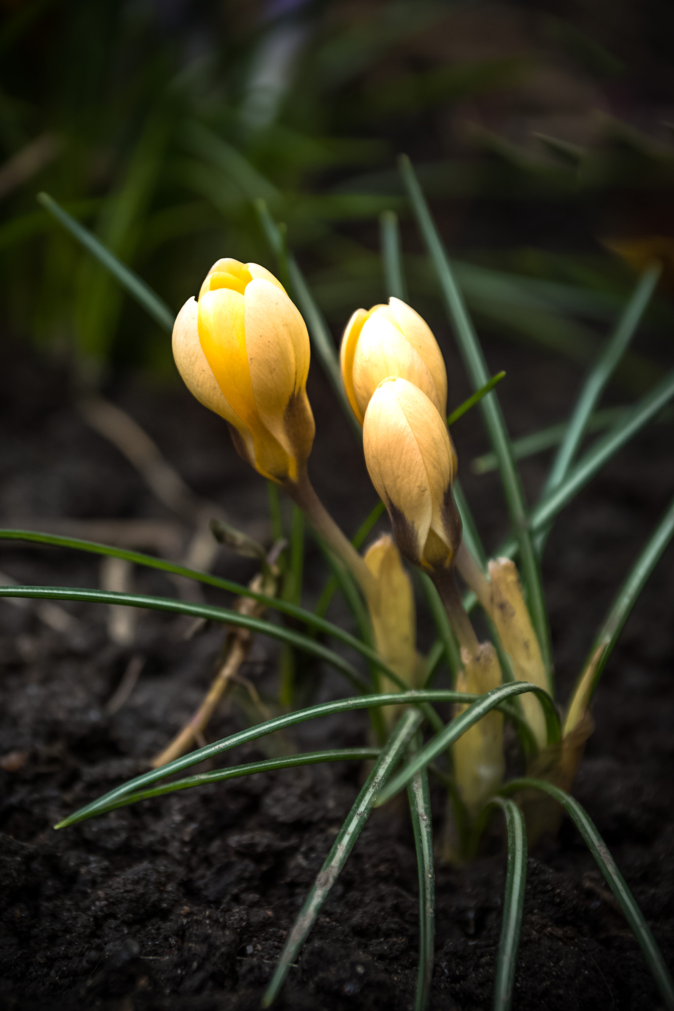 Sony DT 18-135mm F3.5-5.6 SAM sample photo. Dsc photography