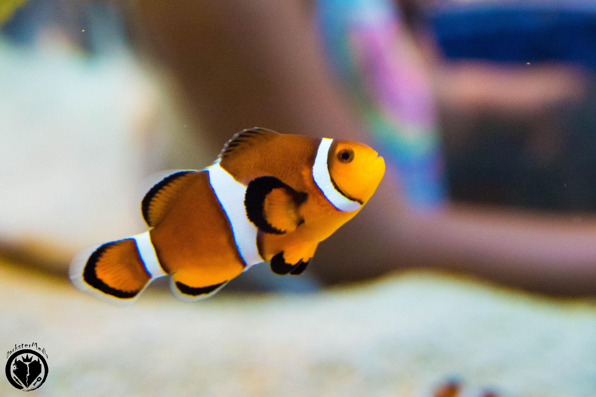 Olympus OM-D E-M5 II + LUMIX G 25/F1.7 sample photo. Ripley's aquarium of canada (july, 9th, 2016) photography