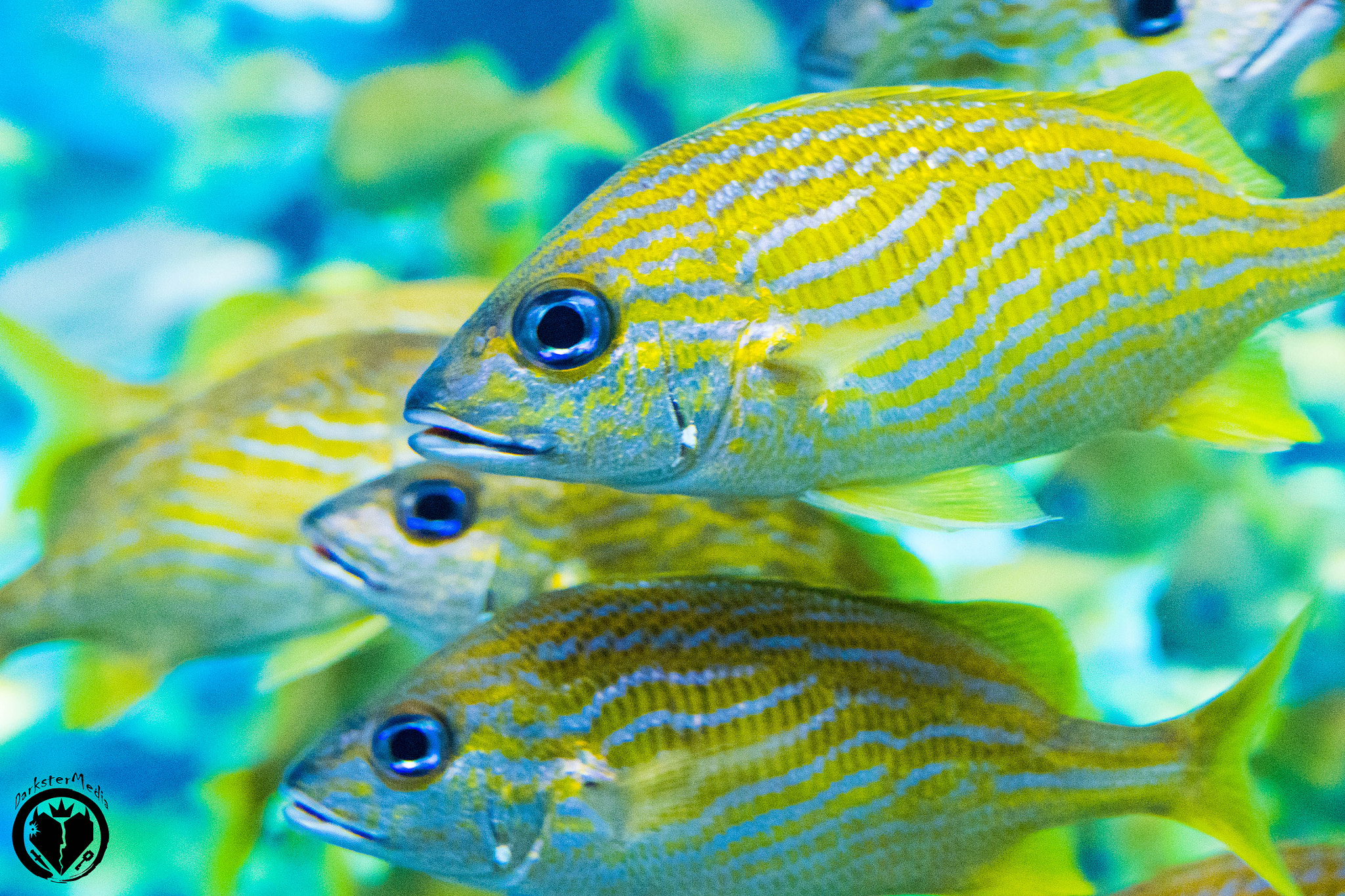 Olympus OM-D E-M5 II + LUMIX G 25/F1.7 sample photo. Ripley's aquarium of canada (july, 9th, 2016) photography