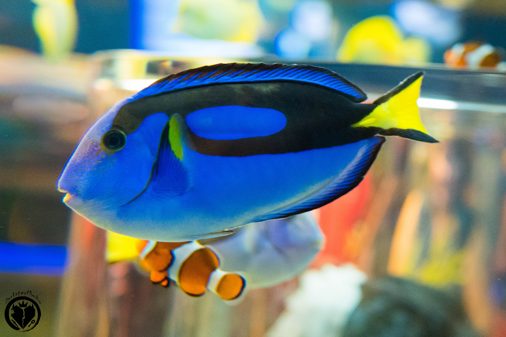 Olympus OM-D E-M5 II + LUMIX G 25/F1.7 sample photo. Ripley's aquarium of canada (july, 9th, 2016) photography