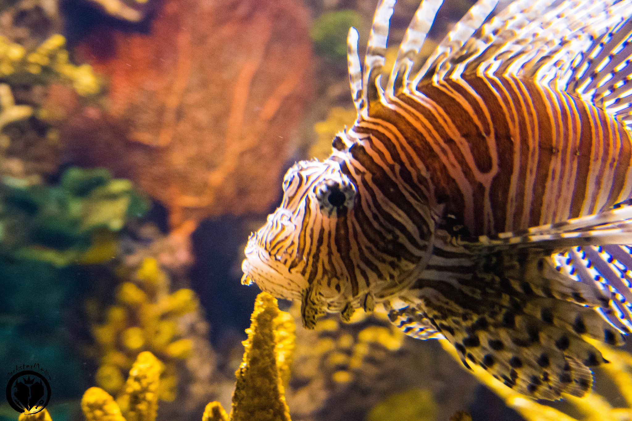 Olympus OM-D E-M5 II + LUMIX G 25/F1.7 sample photo. Ripley's aquarium of canada (july, 9th, 2016) photography