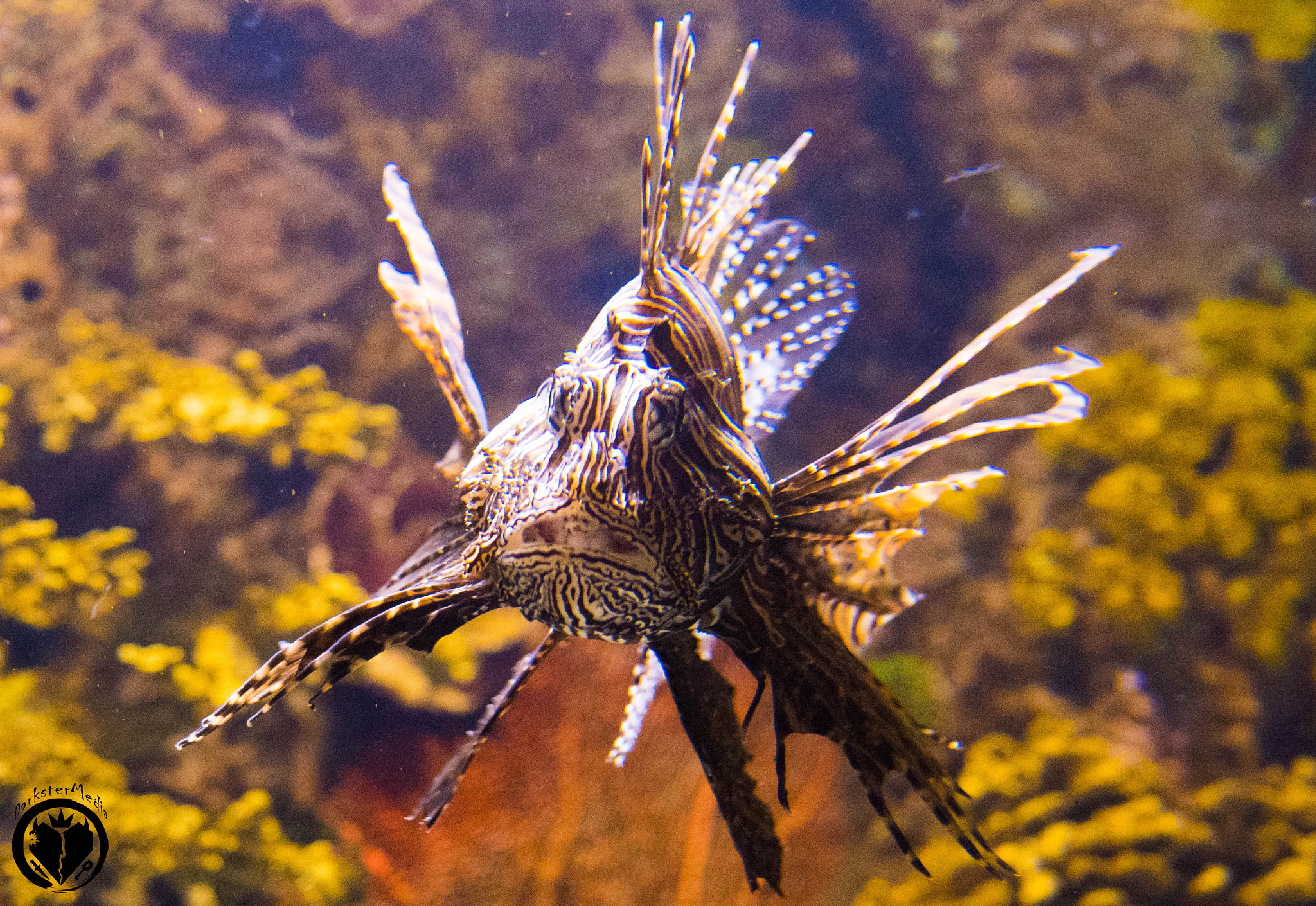 LUMIX G 25/F1.7 sample photo. Ripley's aquarium of canada (july, 9th, 2016) photography