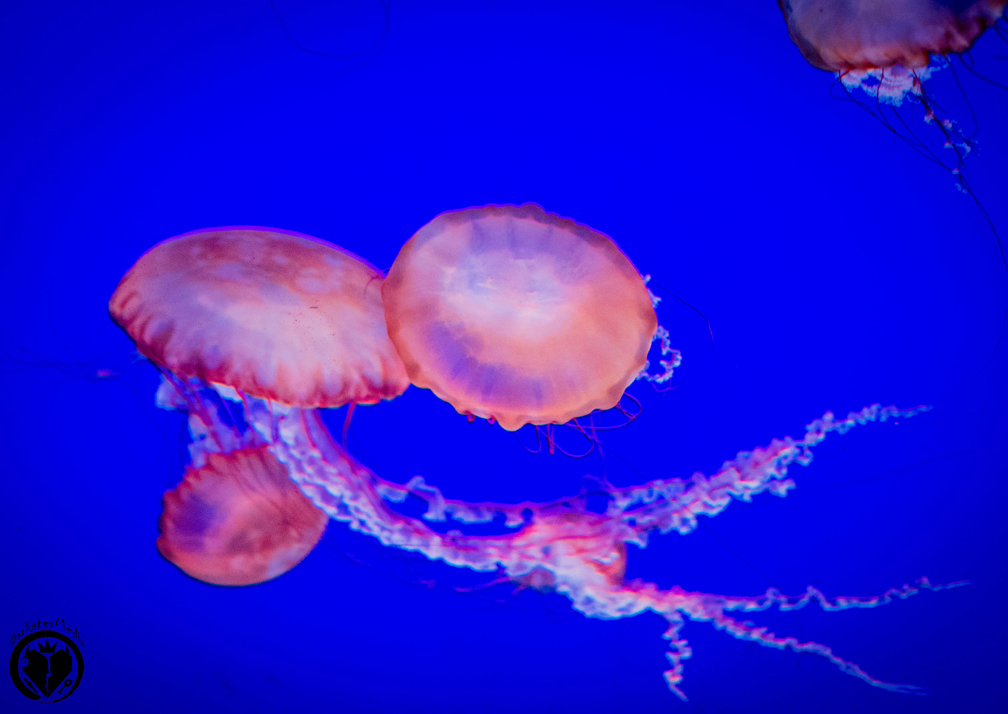 Olympus OM-D E-M5 II sample photo. Ripley's aquarium of canada (july, 9th, 2016) photography