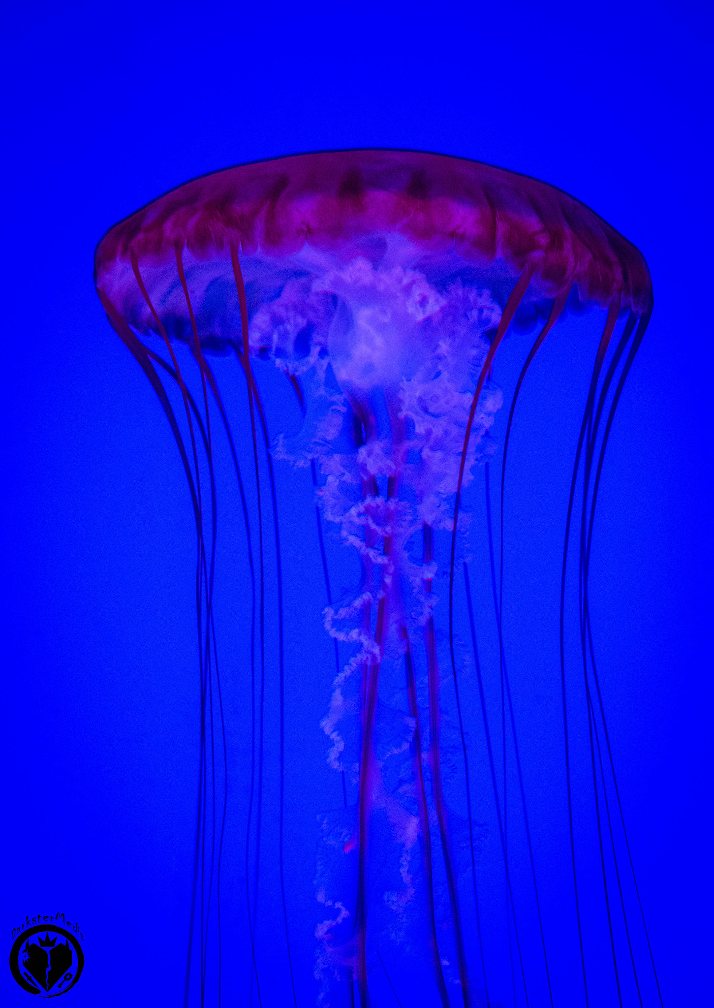 Olympus OM-D E-M5 II + LUMIX G 25/F1.7 sample photo. Ripley's aquarium of canada (july, 9th, 2016) photography