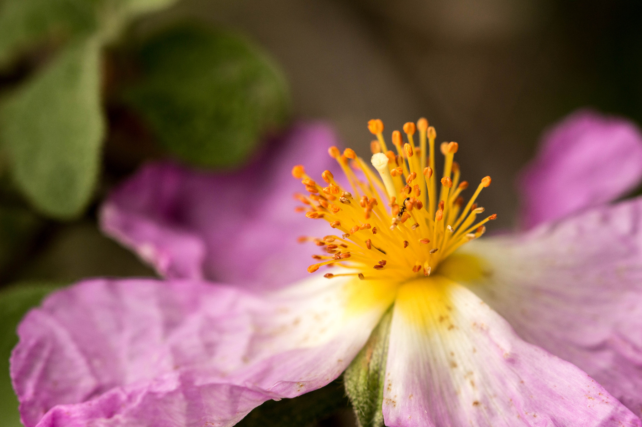 Canon EOS 70D + Sigma 105mm F2.8 EX DG OS HSM sample photo. Rockrose photography