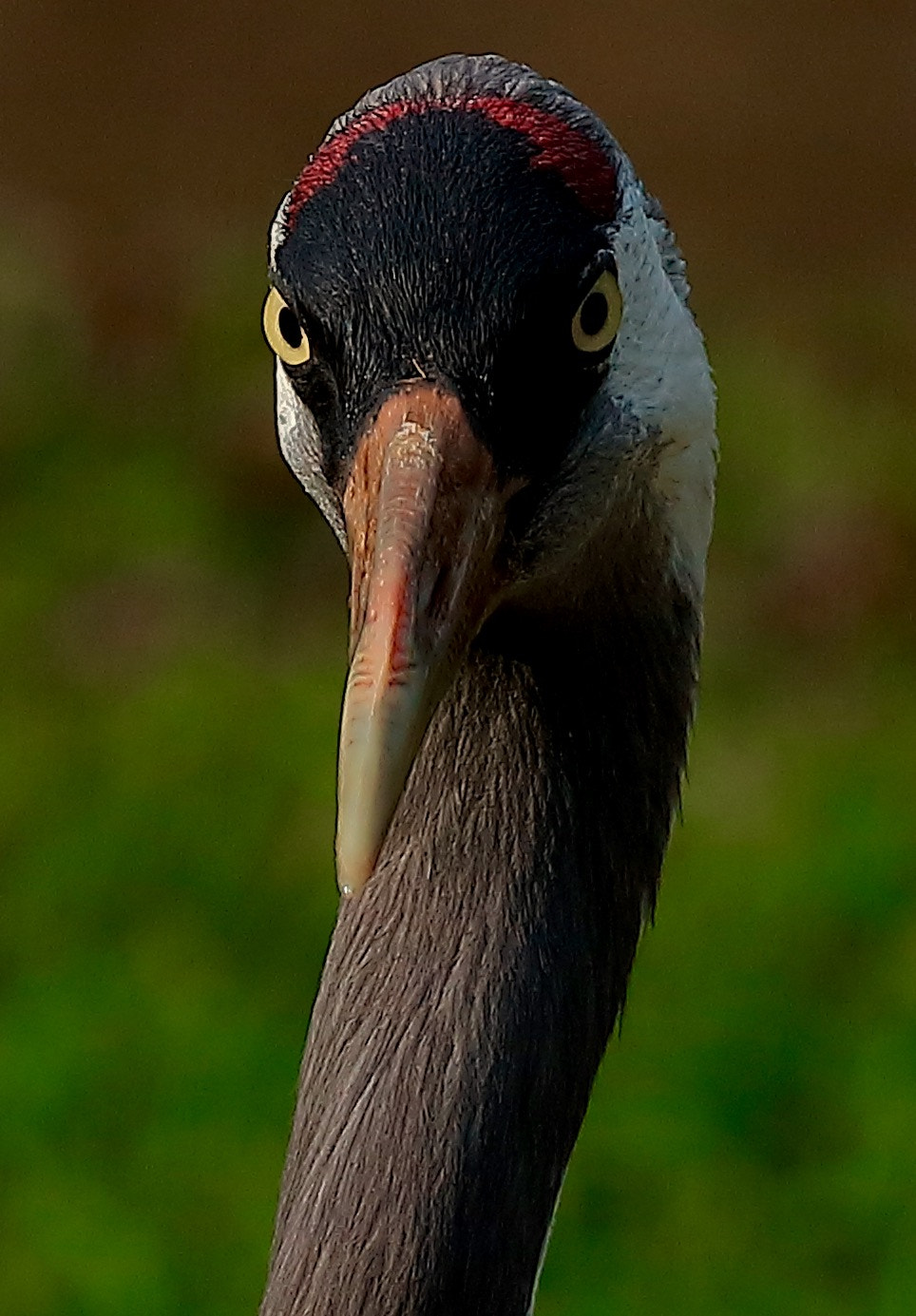 Sigma 150mm f/2.8 EX DG OS HSM APO Macro sample photo
