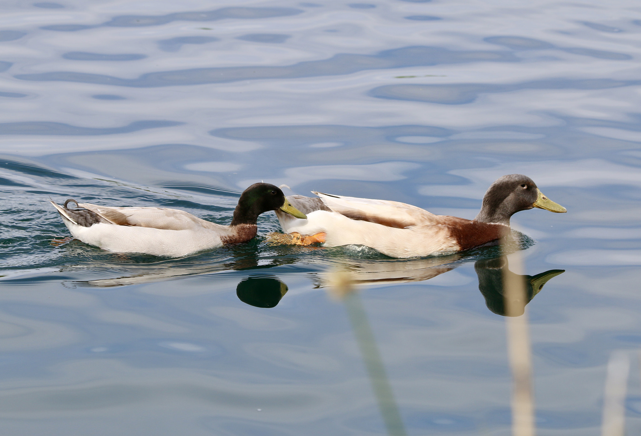 Canon EF 70-300mm F4-5.6 IS USM sample photo. The chase photography