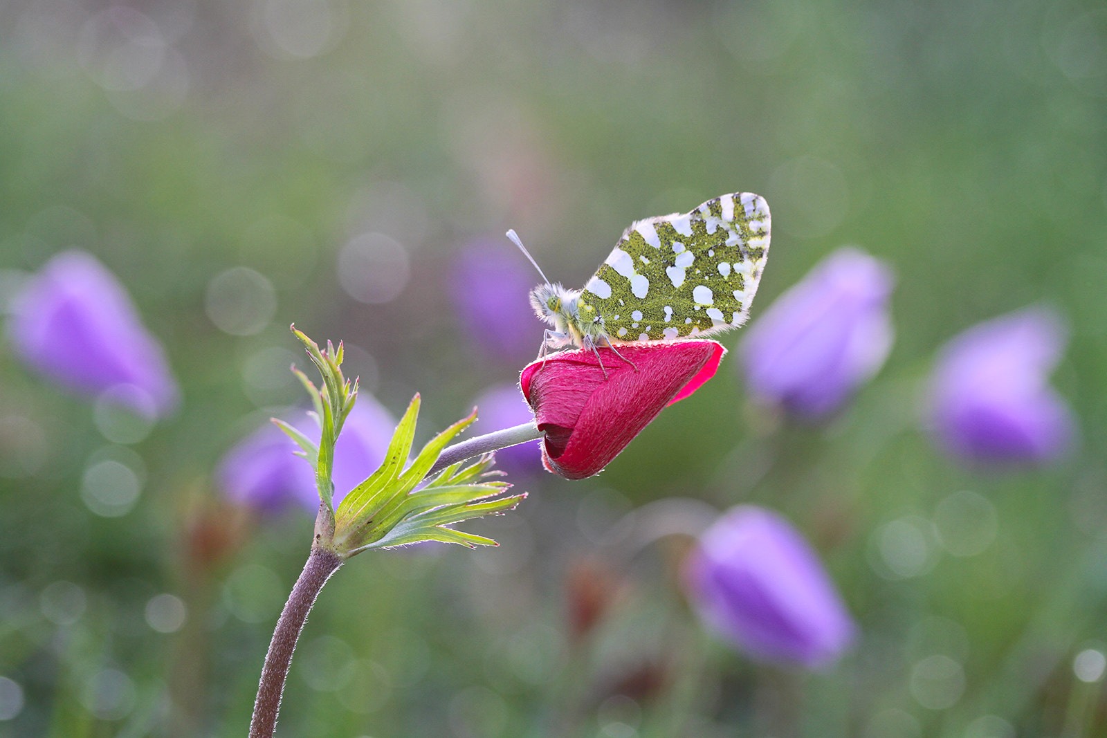 Canon EF-S 60mm F2.8 Macro USM sample photo. Bahar gelince  photography