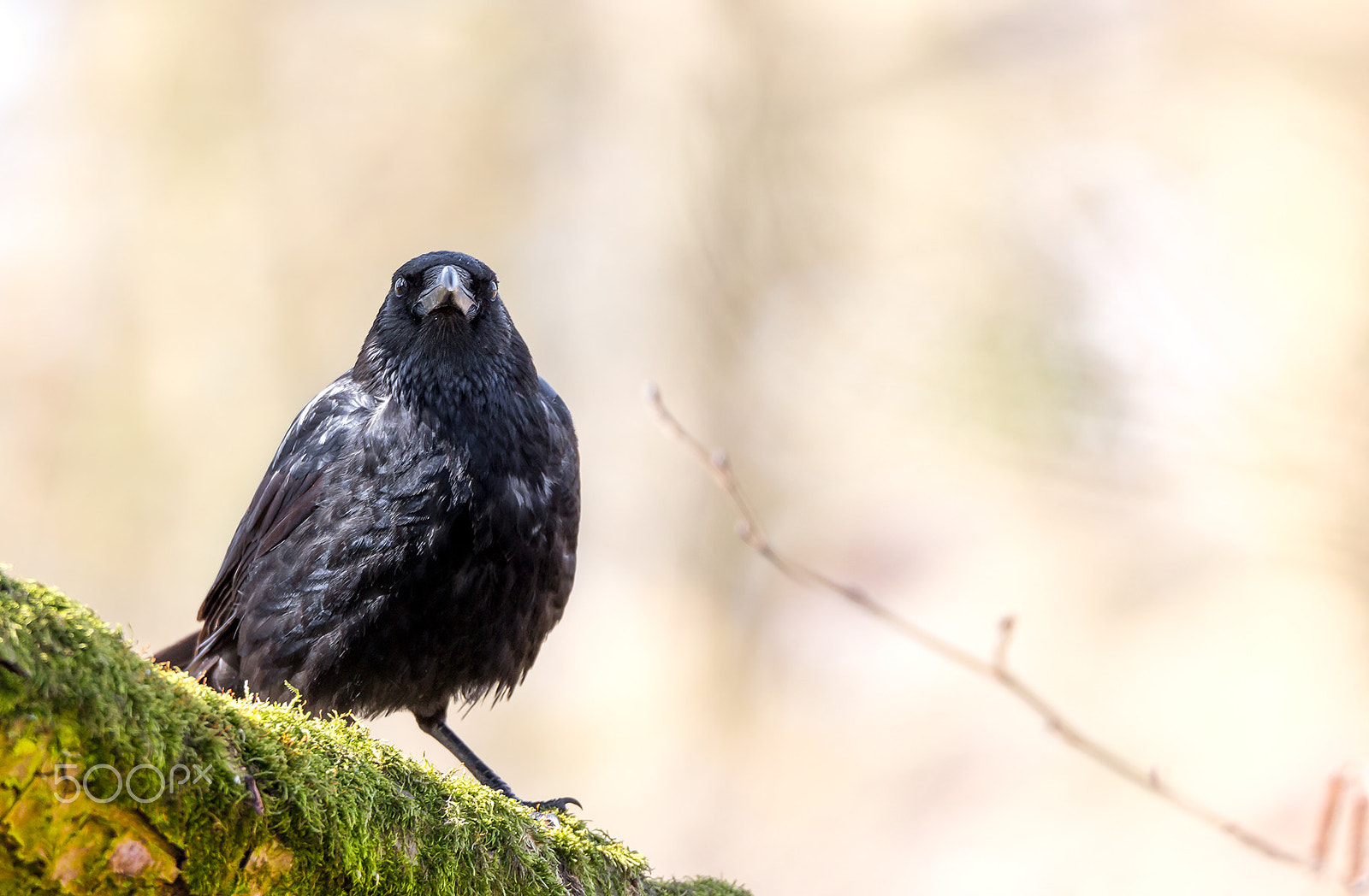 Tamron SP 150-600mm F5-6.3 Di VC USD sample photo. Crow photography