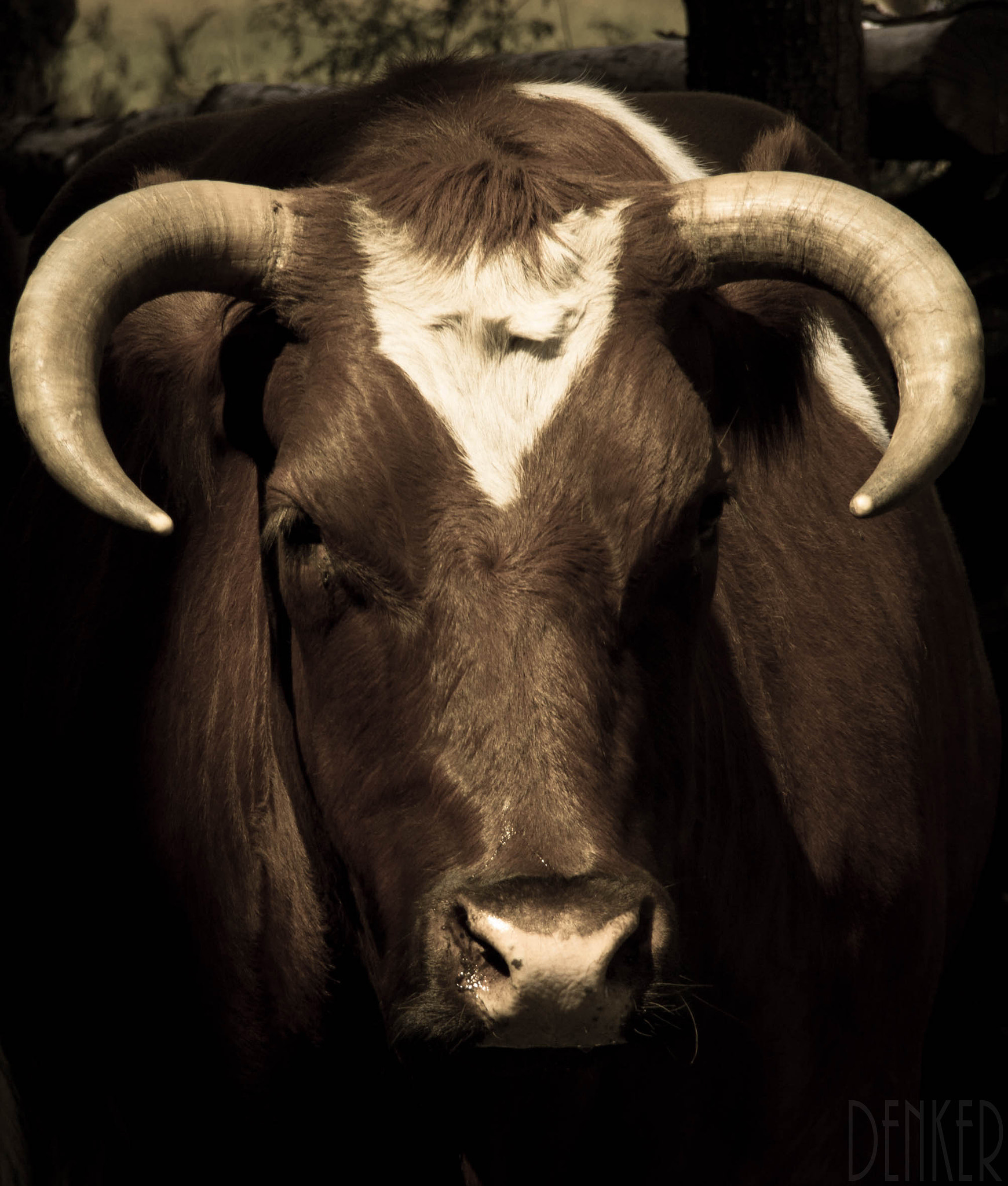 Canon EF-S 18-135mm F3.5-5.6 IS sample photo. Toro en mallin grande photography