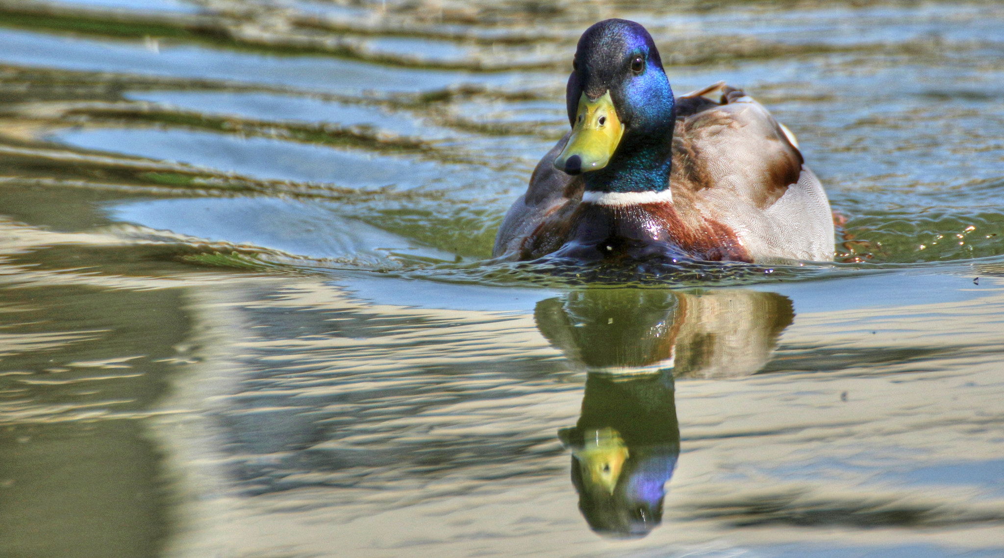 Canon EOS 7D Mark II + Tamron SP 35mm F1.8 Di VC USD sample photo. Duck photography