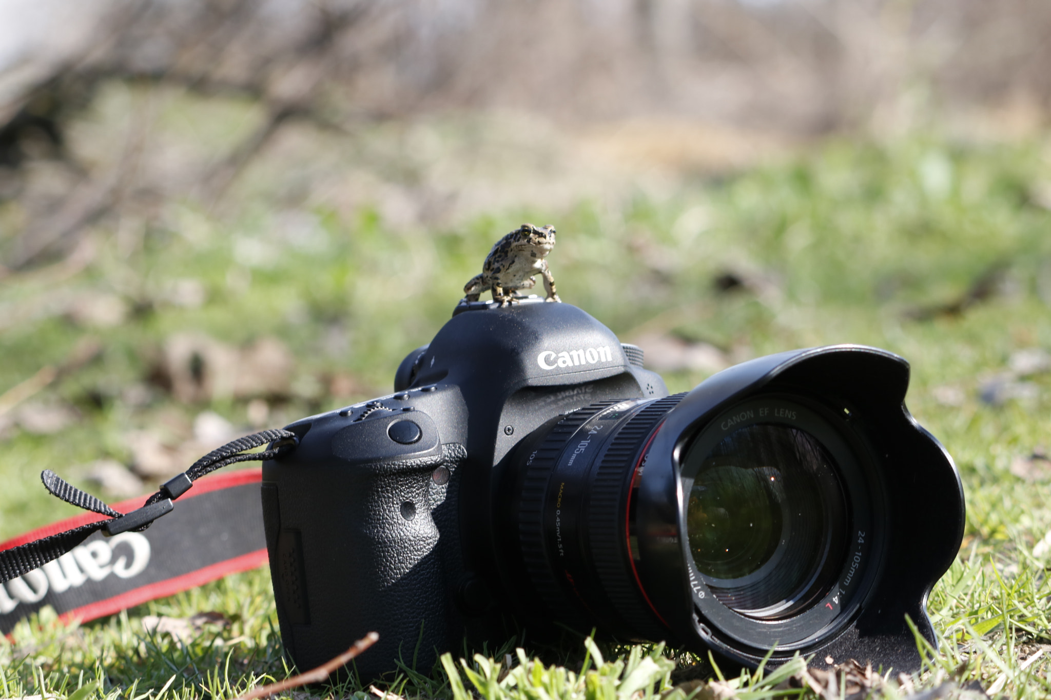 Canon EOS 750D (EOS Rebel T6i / EOS Kiss X8i) sample photo. Canon frog photography