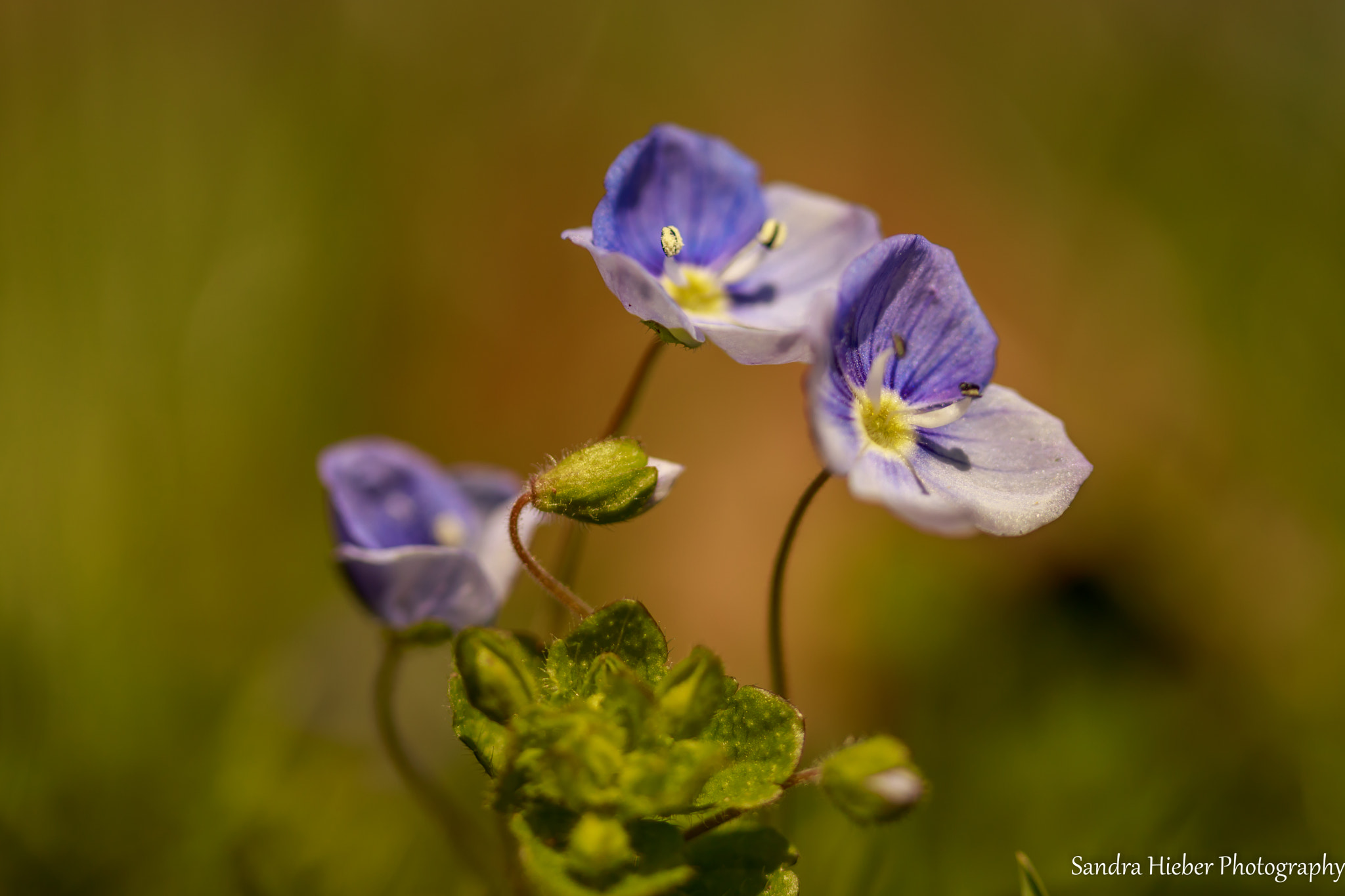 Canon EF-S 60mm F2.8 Macro USM sample photo. Springflowers photography