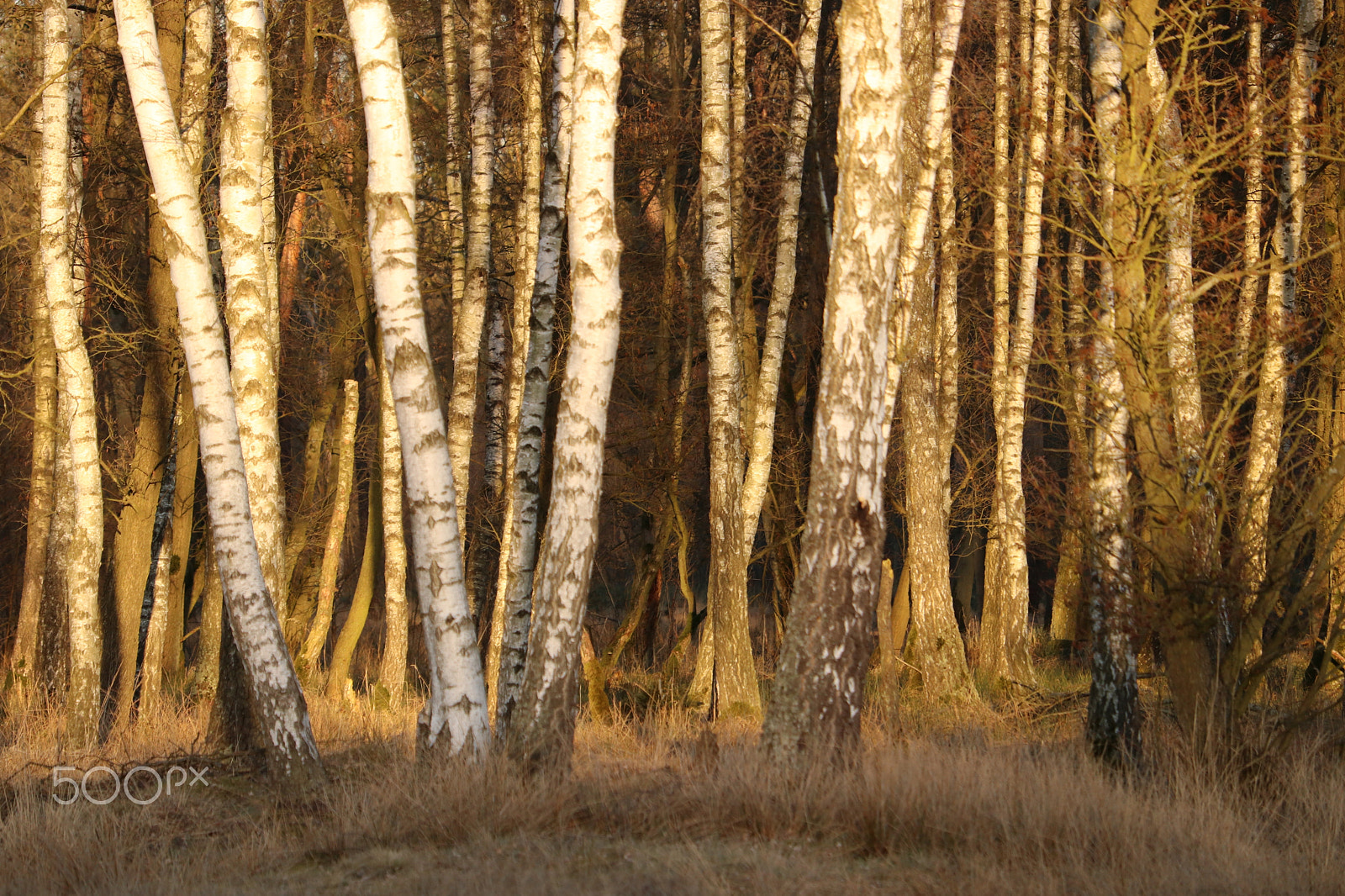 Canon EF-S 55-250mm F4-5.6 IS STM sample photo. Home forest photography