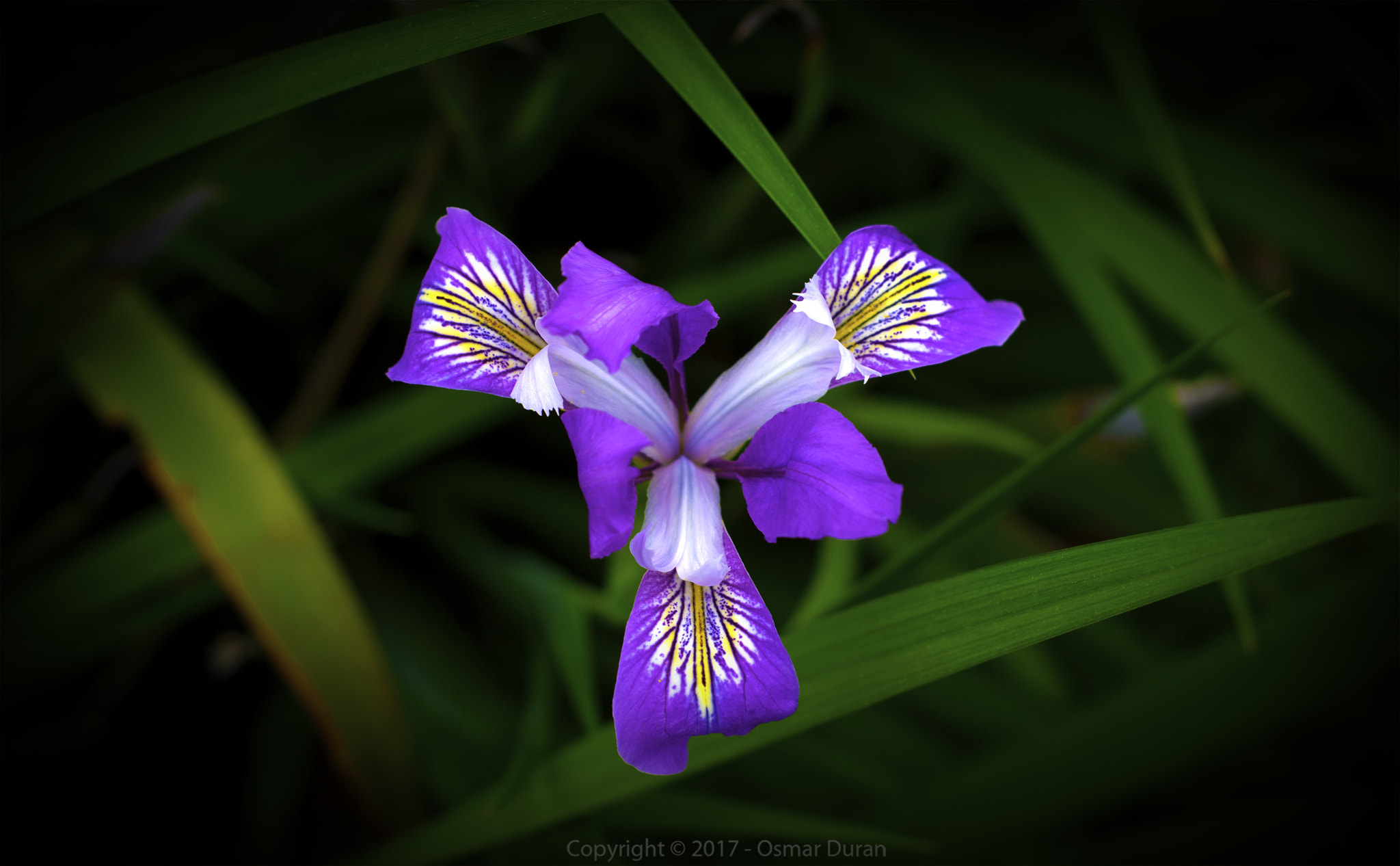 Nikon D200 sample photo. Colorful iris photography