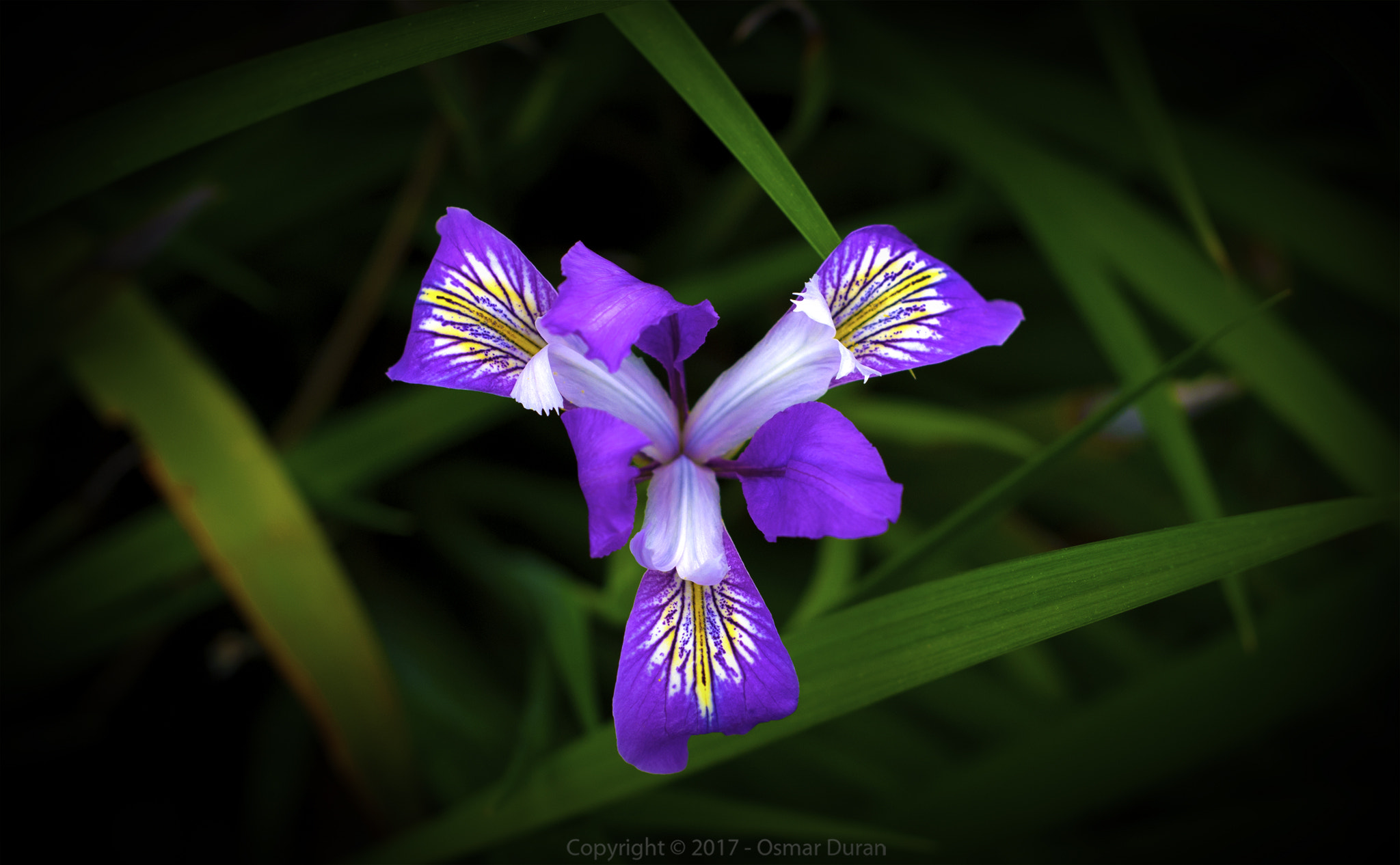 Nikon D200 + Nikon AF Nikkor 50mm F1.8D sample photo. Colorful iris photography