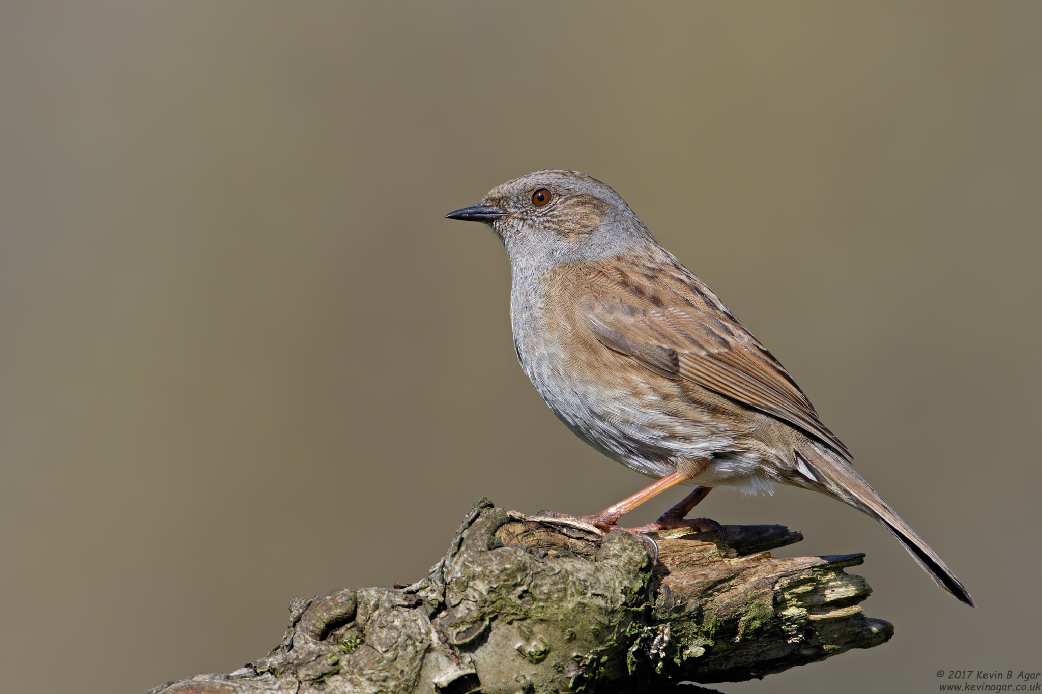 Canon EF 500mm F4L IS USM sample photo. Dunnock, prunella modularis photography