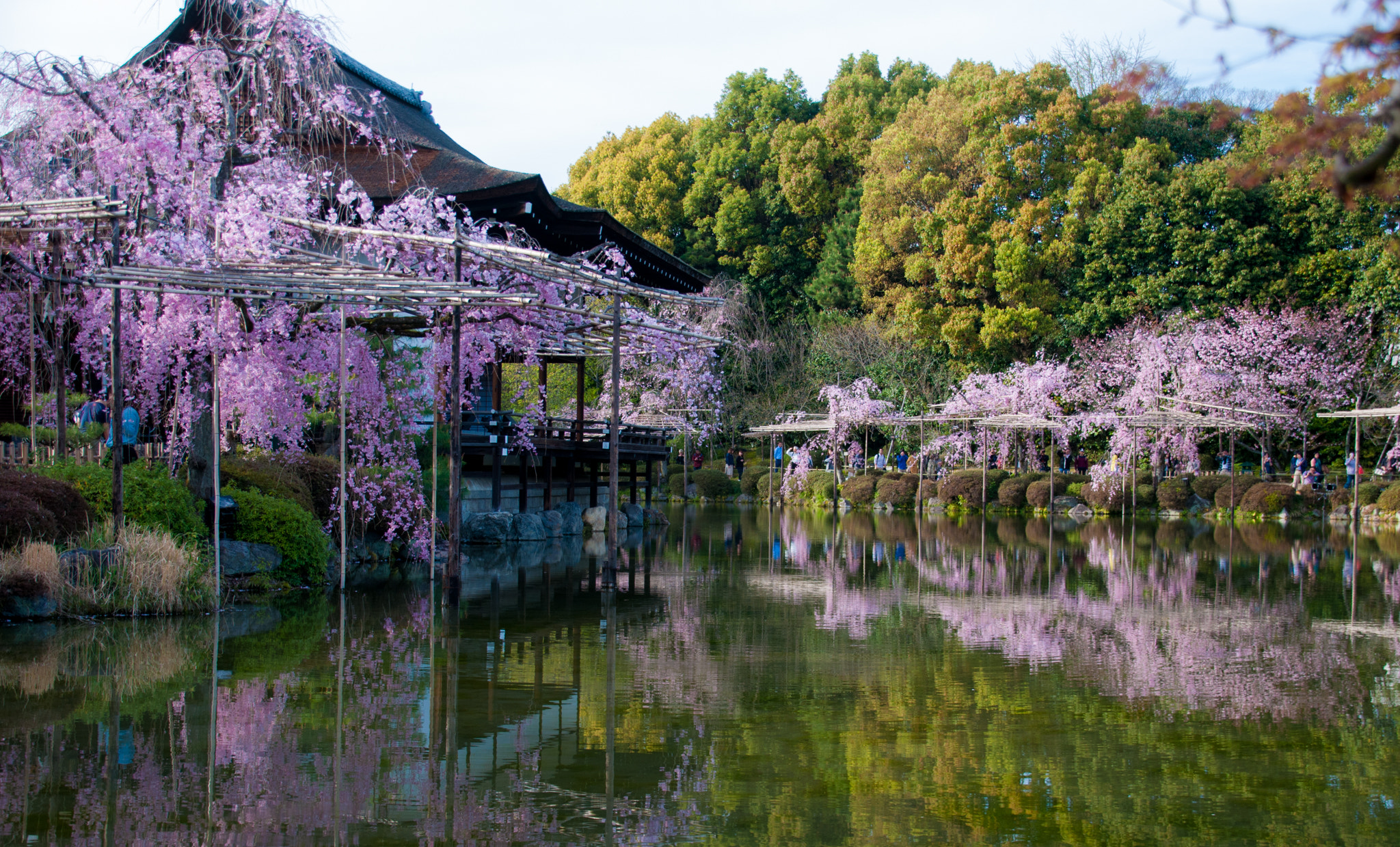 Nikon D90 + Tamron 18-270mm F3.5-6.3 Di II VC PZD sample photo. Cherry blossoms in kyoto photography