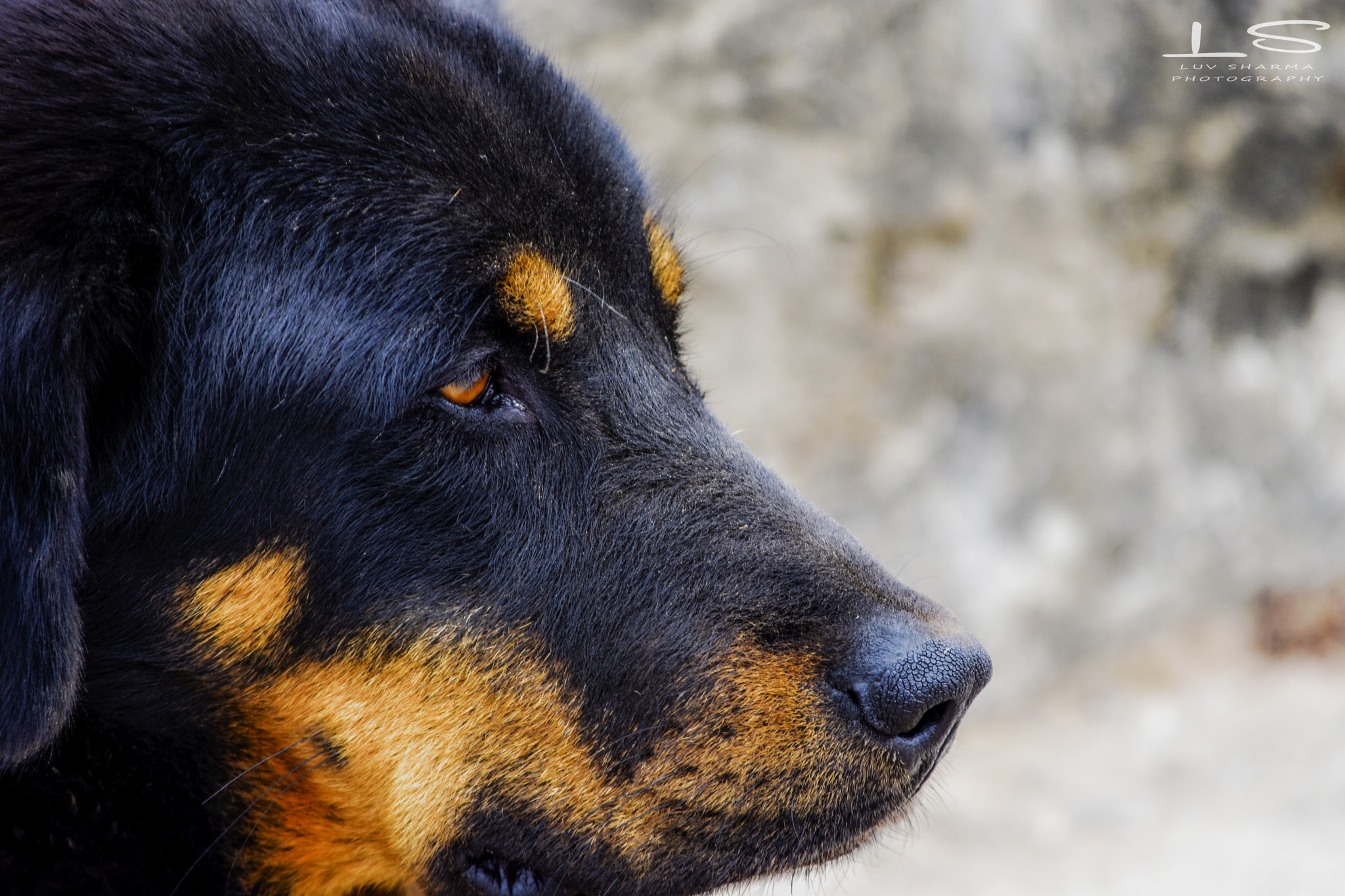 Nikon D5500 sample photo. When he is sleepy as hell photography