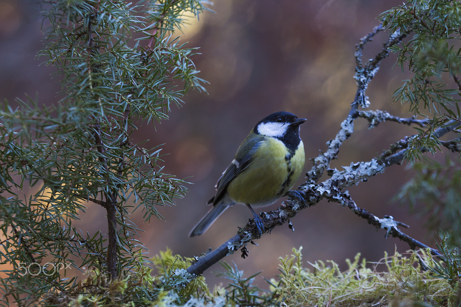 Sigma 70-200mm F2.8 EX DG OS HSM sample photo. Morning sun, great tit photography
