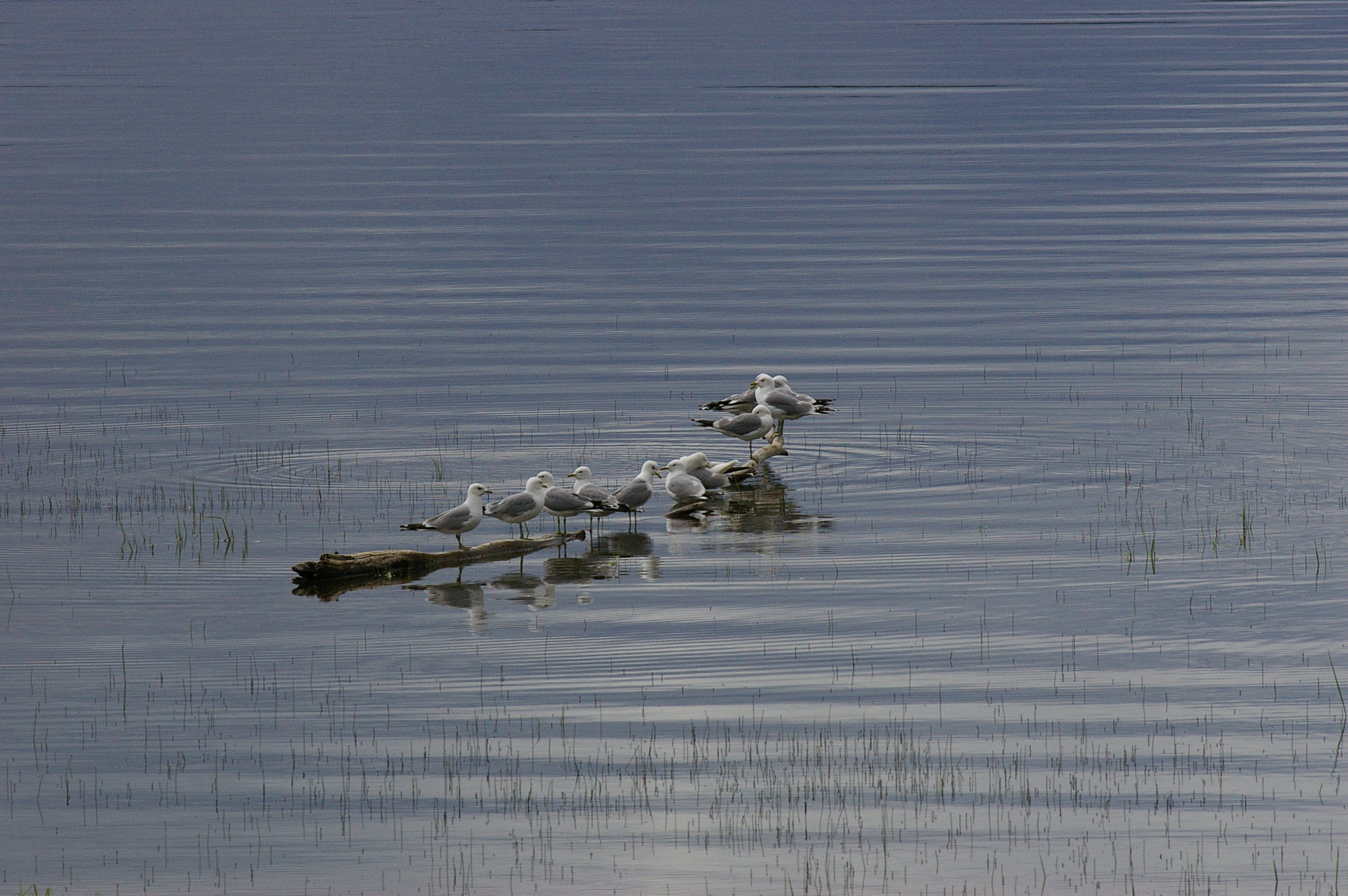 smc PENTAX-FA* 300mm F4.5 ED[IF] sample photo. ...also need a rest photography