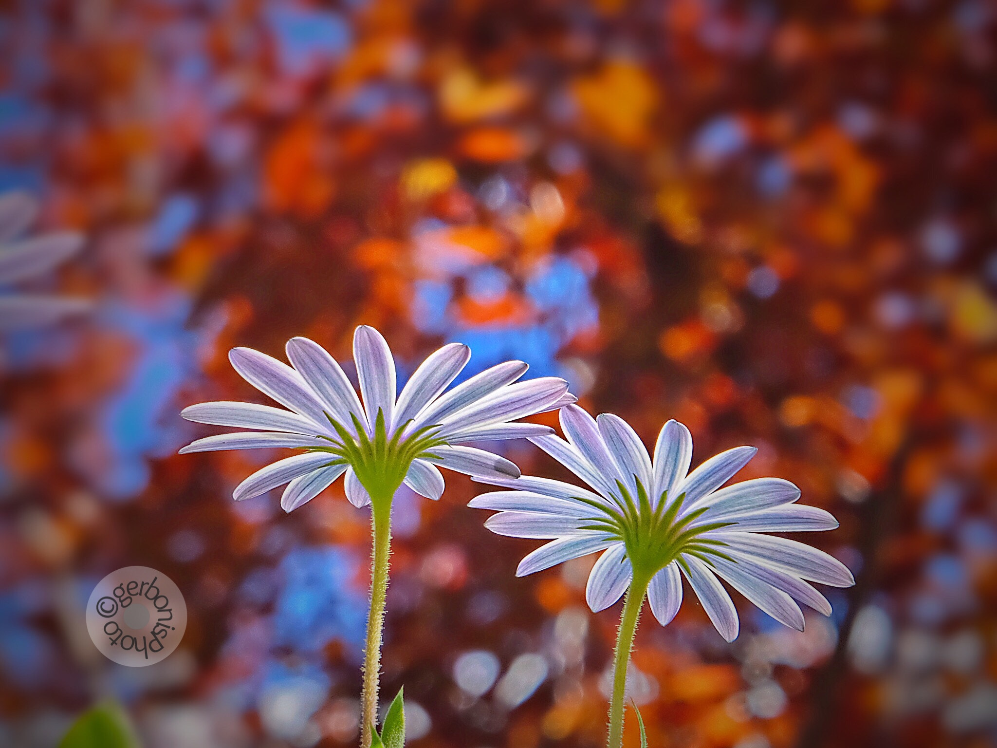 Fujifilm FinePix F900EXR sample photo. The awakening of spring photography