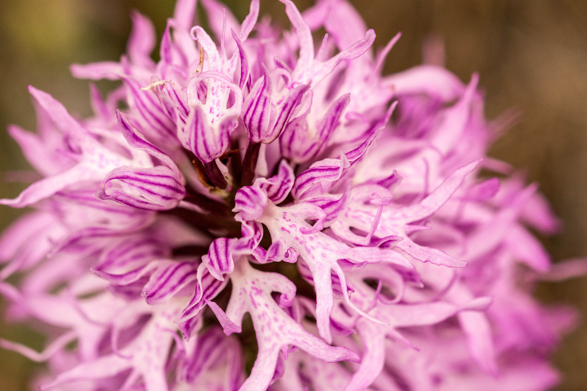 Canon EOS 70D + Sigma 105mm F2.8 EX DG OS HSM sample photo. Orchis italica photography