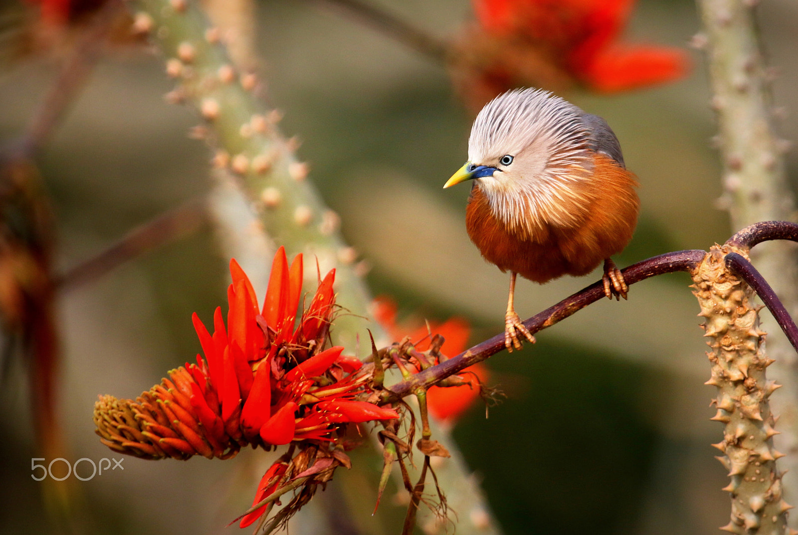 Canon EOS 70D + Canon EF 100-400mm F4.5-5.6L IS USM sample photo. Chestnut wood starling t04 photography