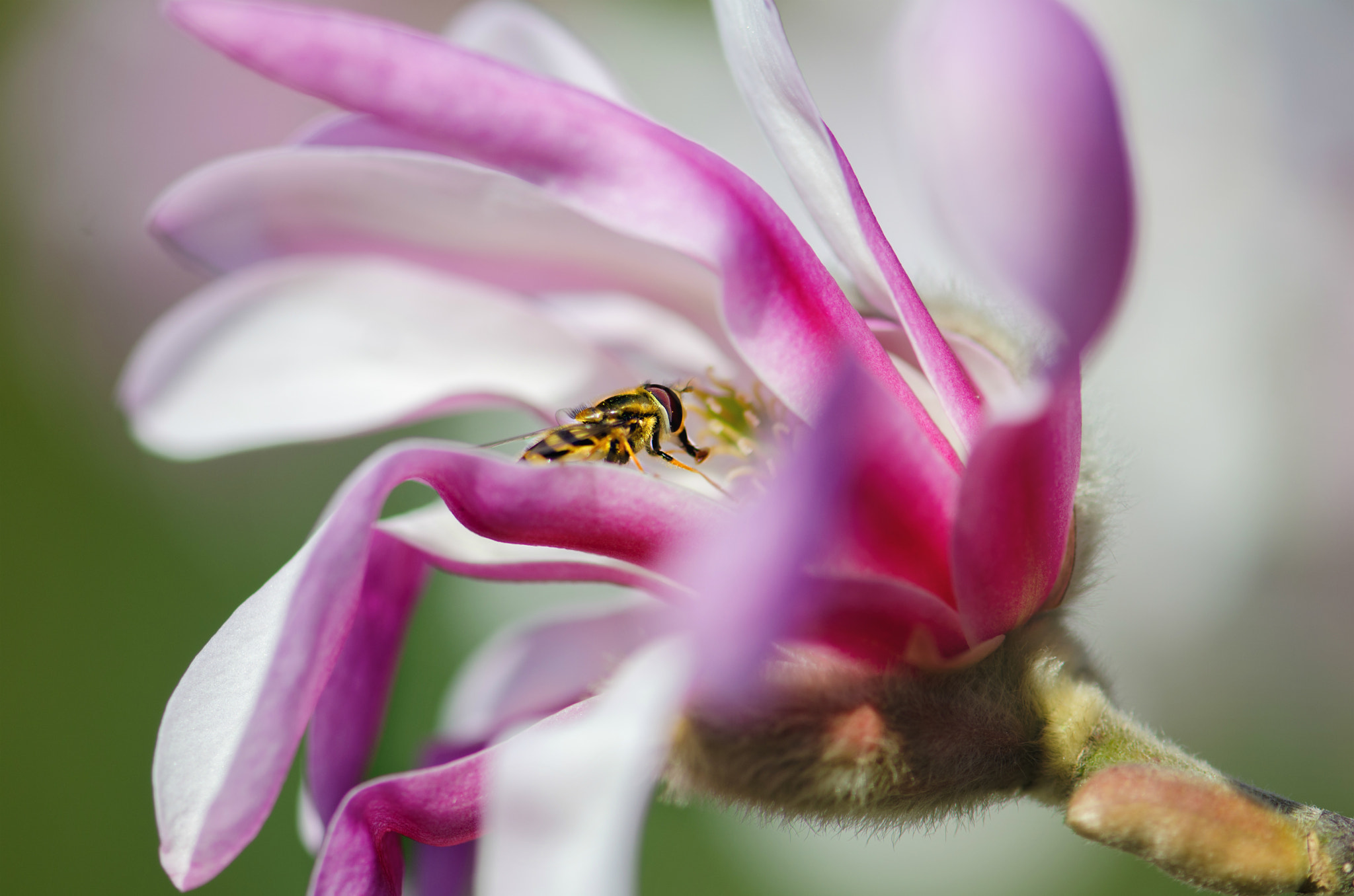 Nikon AF-S Micro-Nikkor 105mm F2.8G IF-ED VR sample photo. Magnolia photography