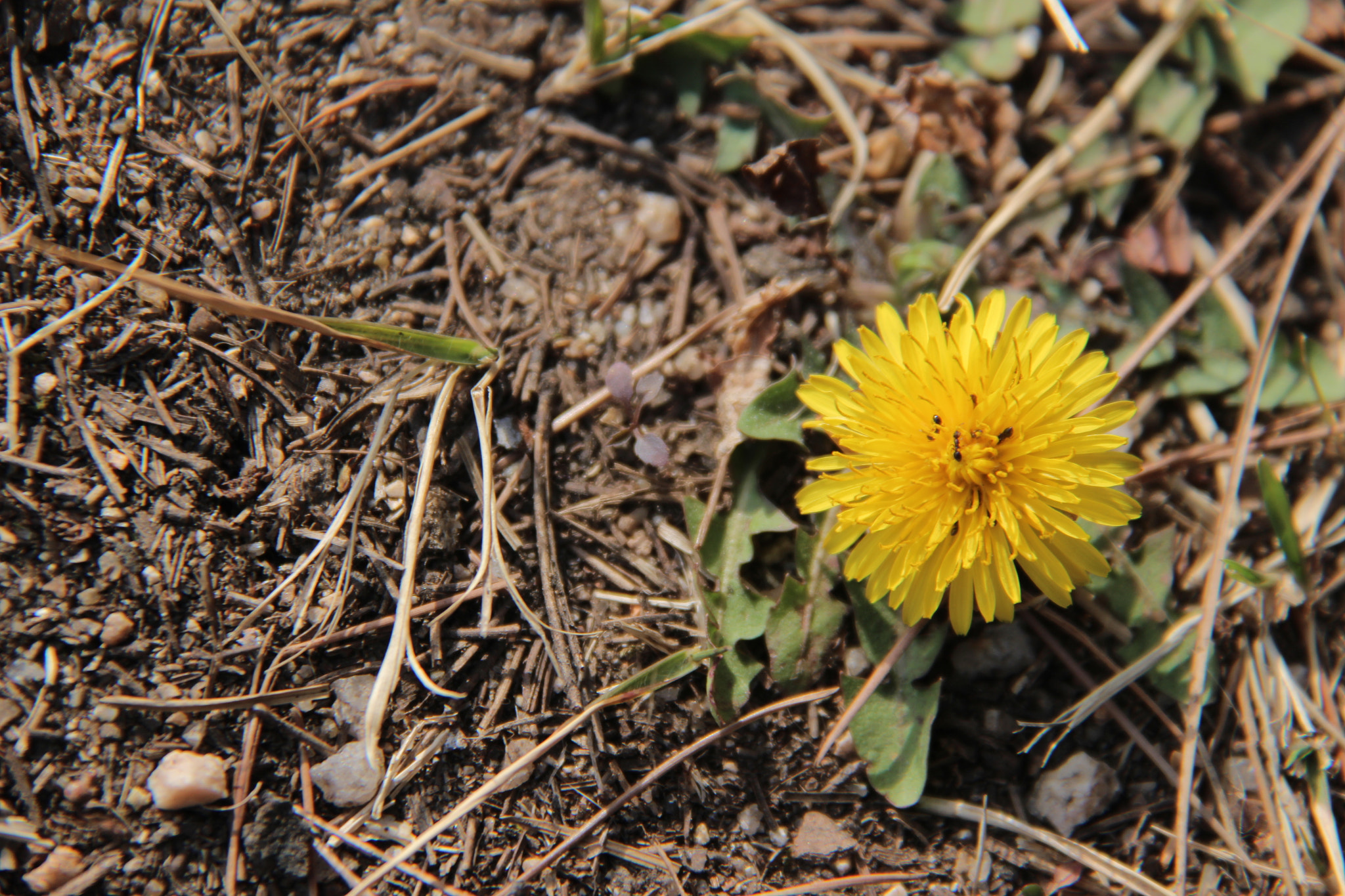Canon EF-S 18-200mm F3.5-5.6 IS sample photo. 봄````` photography