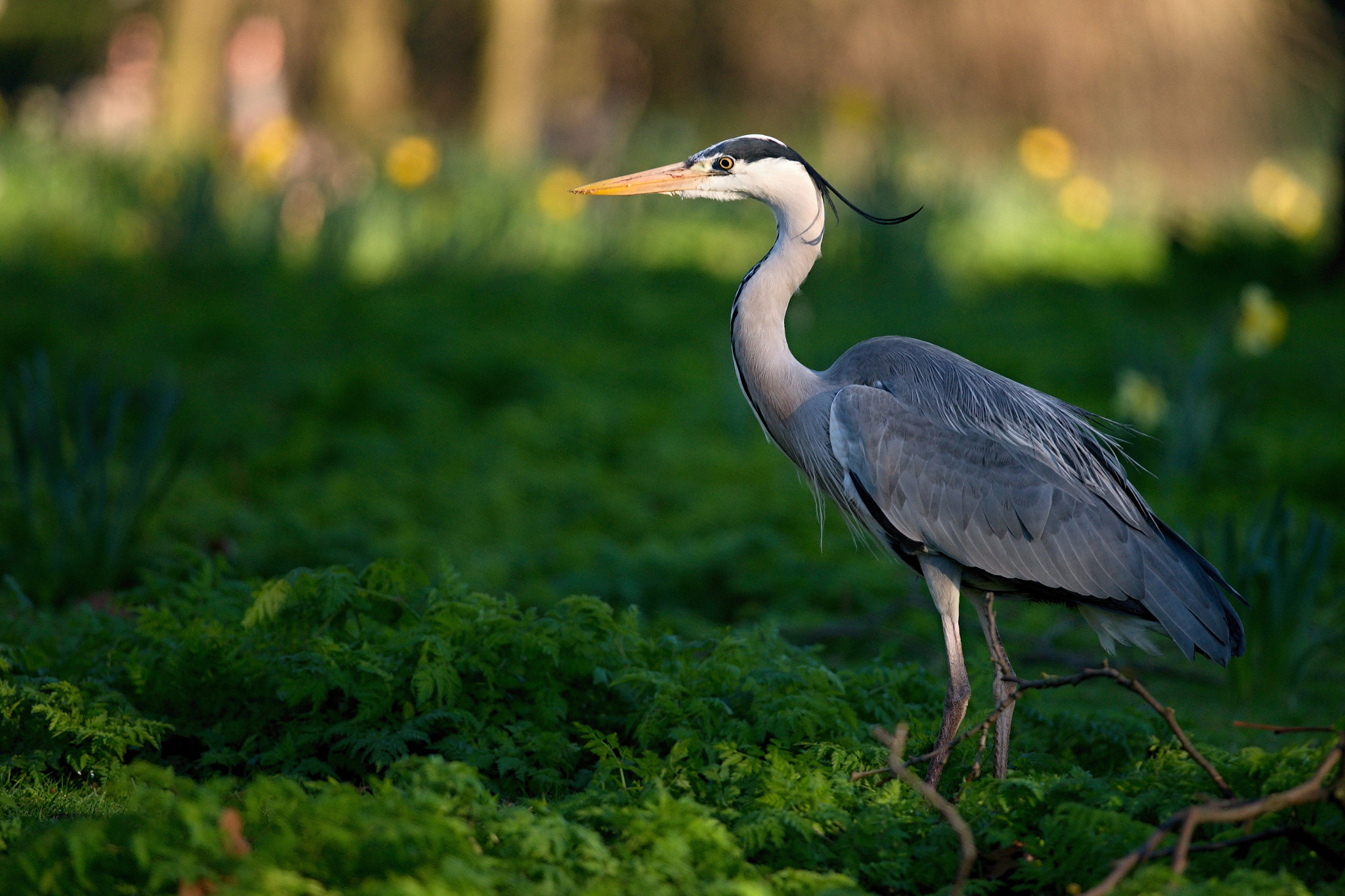 Nikon D610 + Nikon AF-S Nikkor 300mm F4D ED-IF sample photo. Grey heron photography