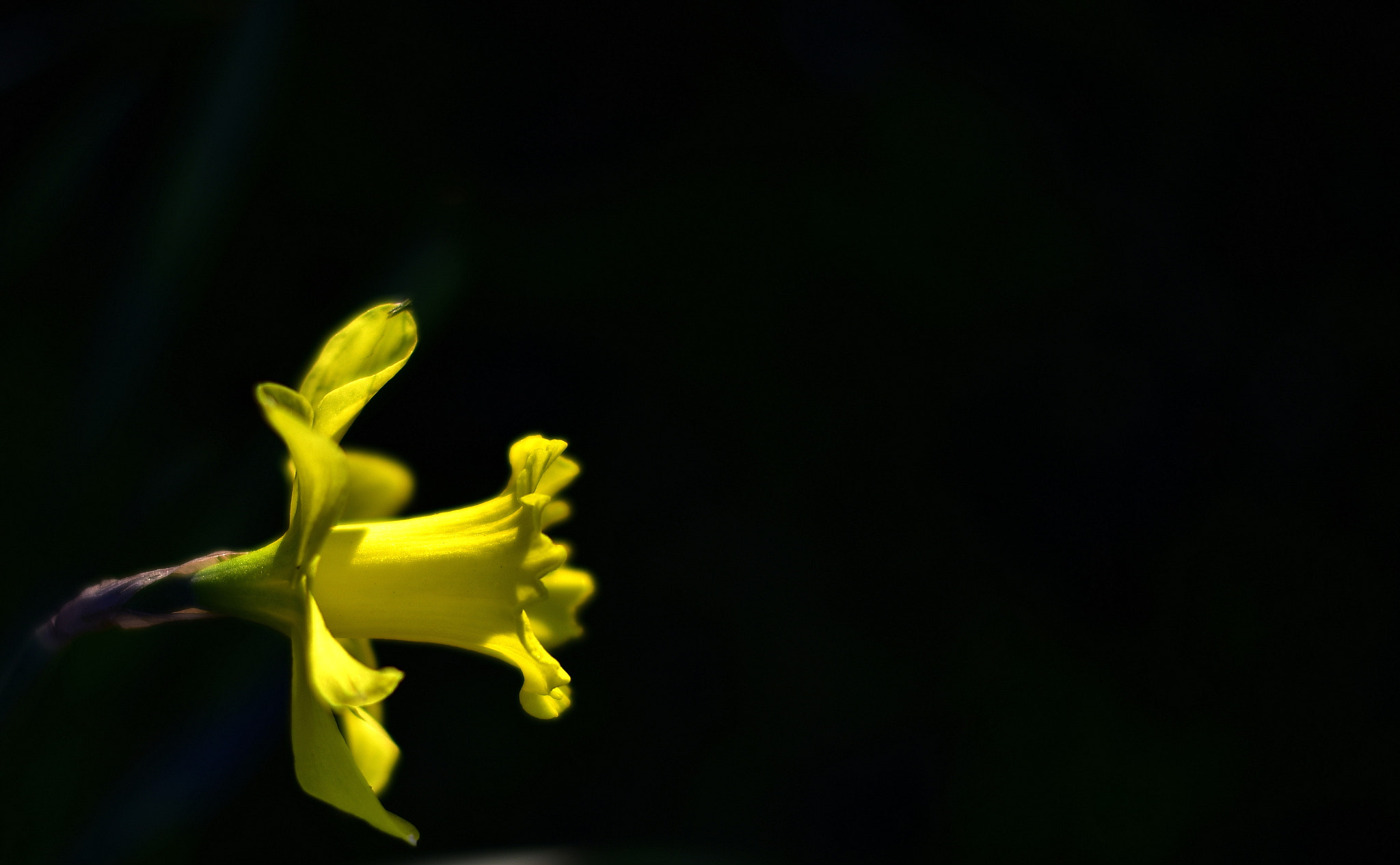 Nikon D750 sample photo. Yellow on black photography