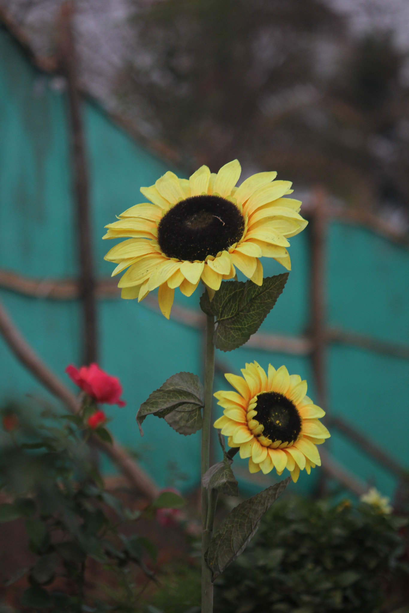 Canon EOS 550D (EOS Rebel T2i / EOS Kiss X4) sample photo. Sunflower photography