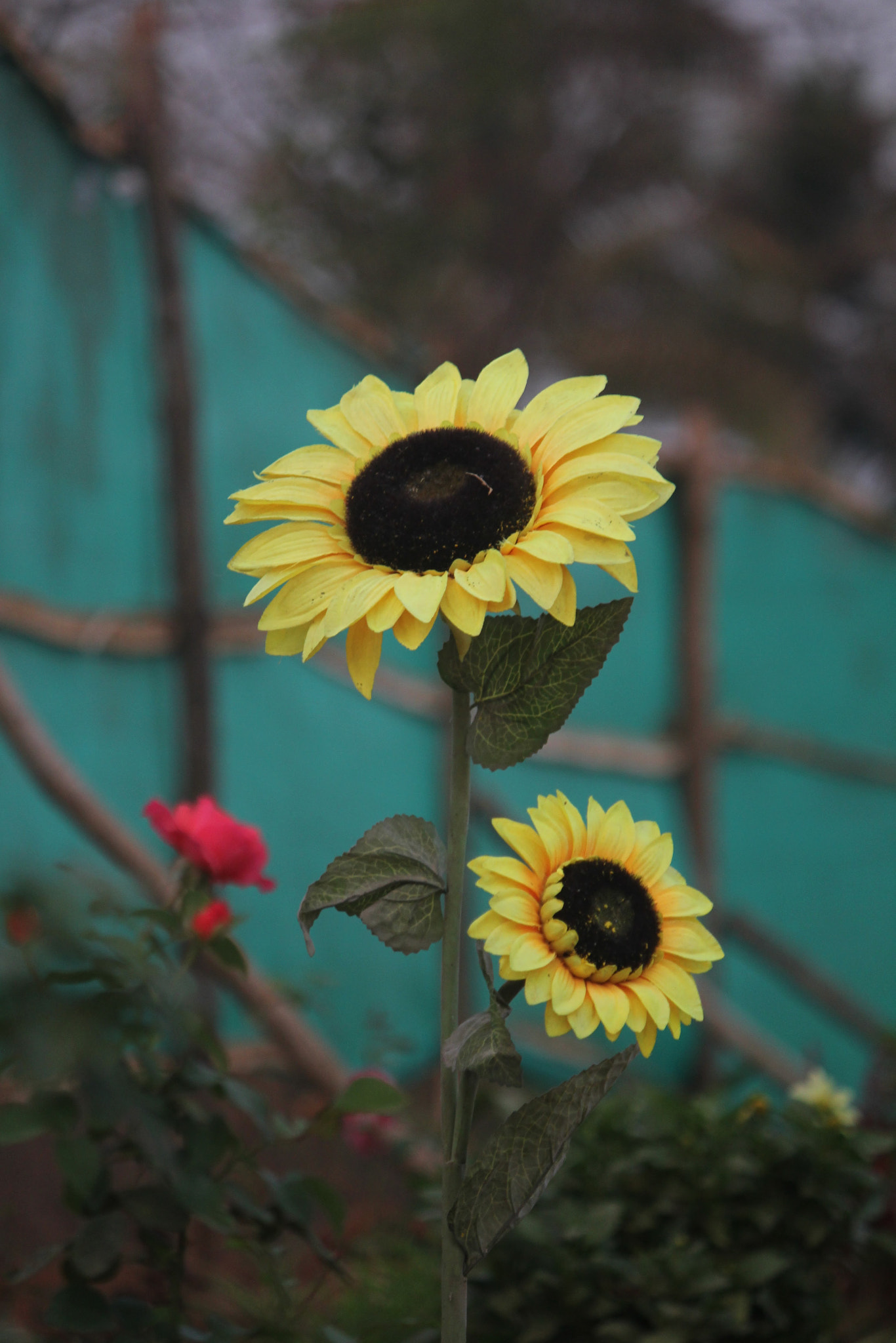 Canon EF-S 55-250mm F4-5.6 IS sample photo. Sunflower photography