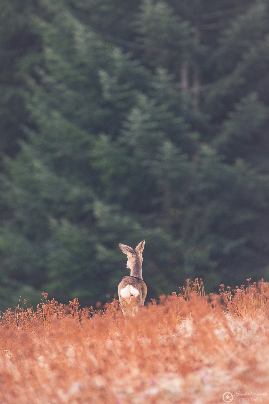 Nikon D7200 sample photo. Morning walk of the roe-deer. photography