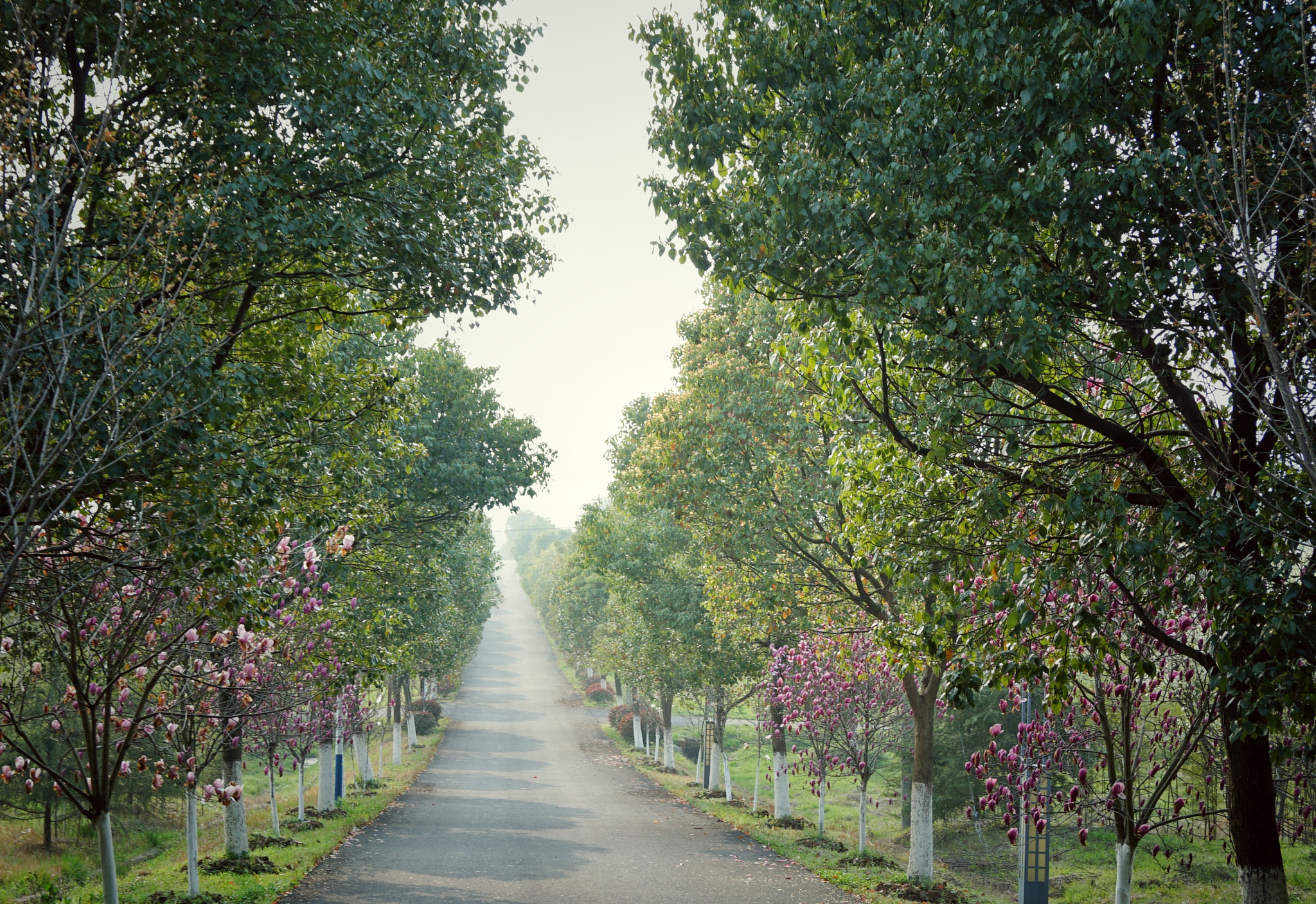 Sony a6300 + Sony Vario-Tessar T* E 16-70mm F4 ZA OSS sample photo. Country road takes me home photography