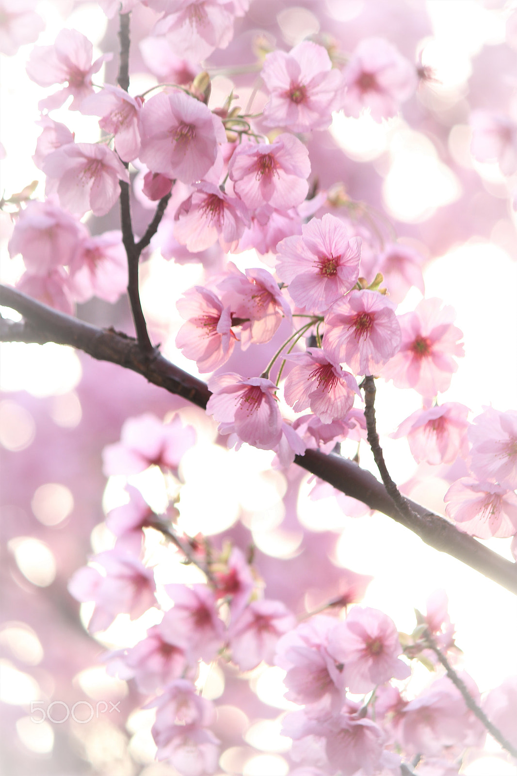 Canon EF-S 55-250mm F4-5.6 IS II sample photo. Full bloom photography