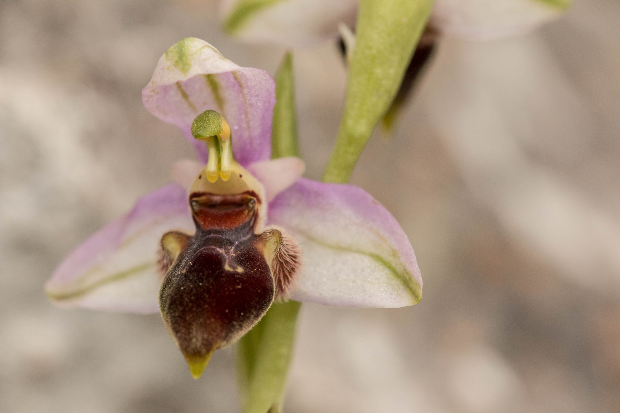 Sigma 105mm F2.8 EX DG OS HSM sample photo. Ophrys apifera photography