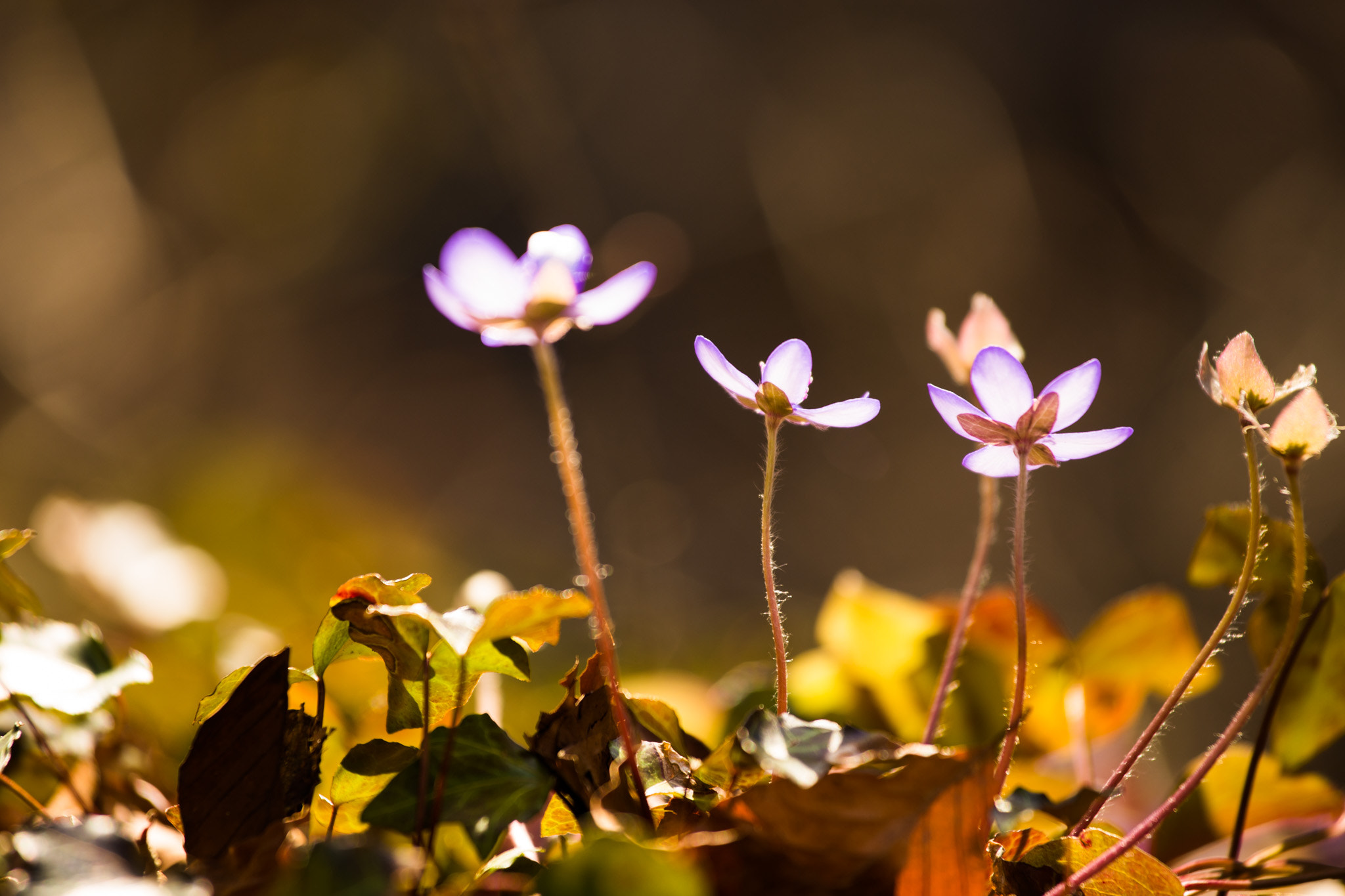 Canon EOS 6D + Canon EF 70-200mm F4L IS USM sample photo. Liverwort 2 photography