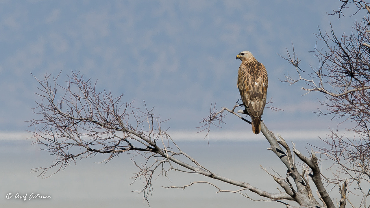 Sigma 150-500mm F5-6.3 DG OS HSM sample photo. ... photography