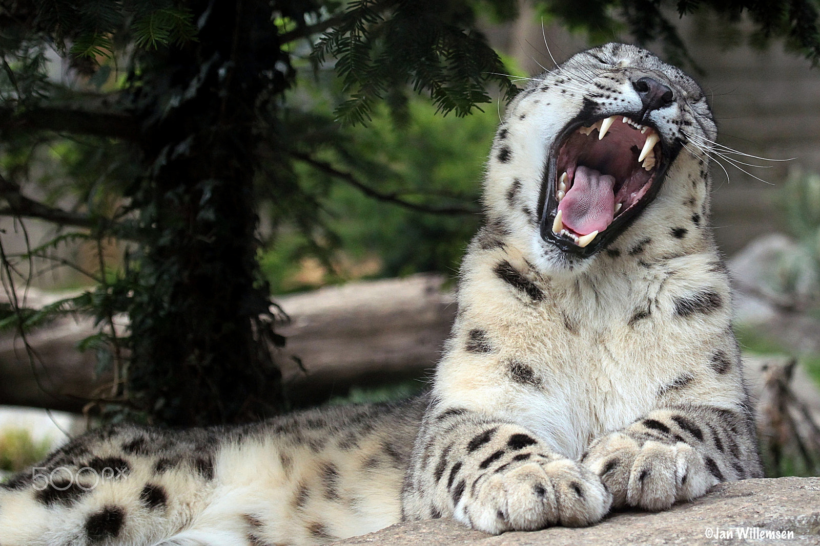 Canon EF 100-400mm F4.5-5.6L IS USM sample photo. Snow leopard photography