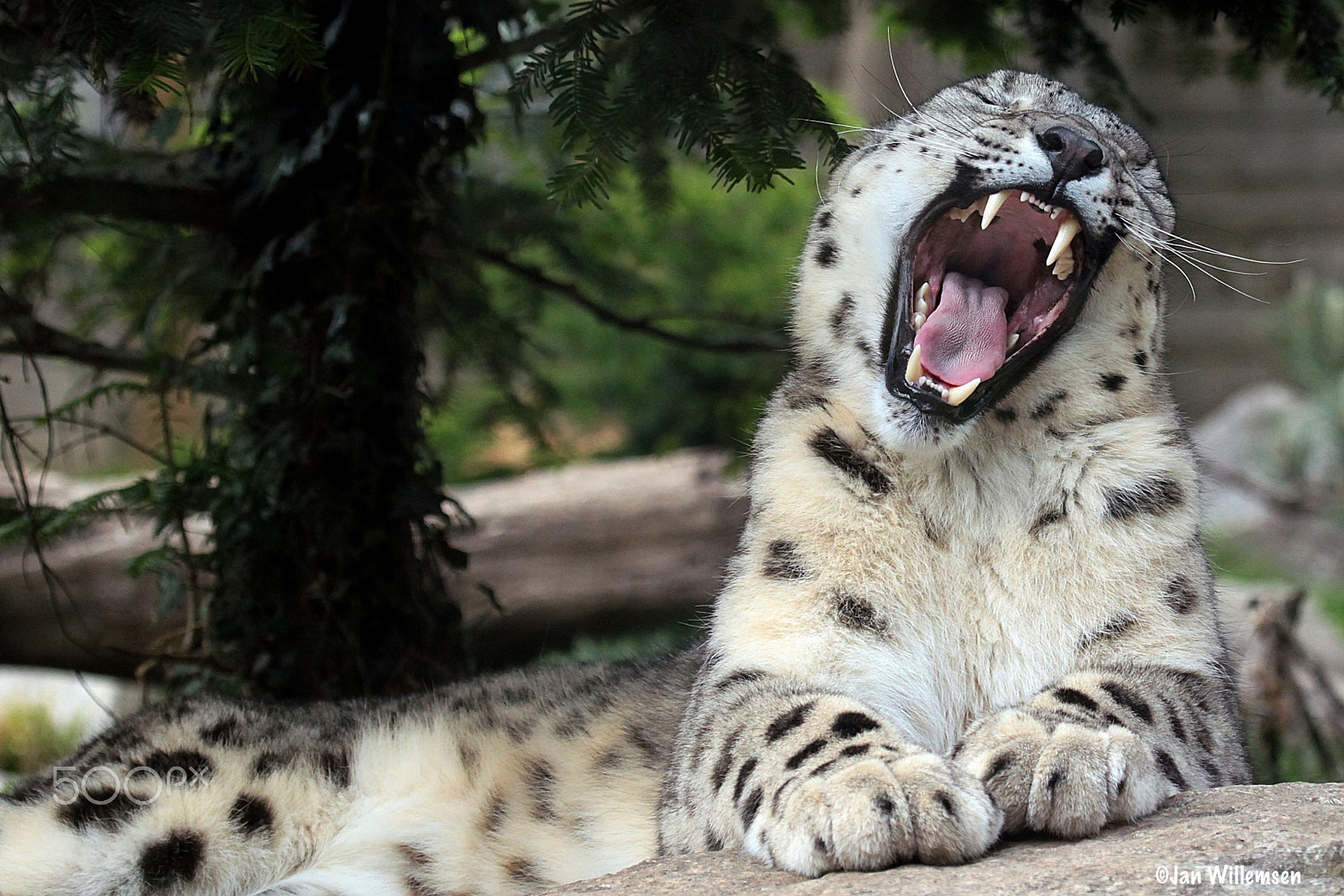 Canon EOS-1D Mark IV + Canon EF 100-400mm F4.5-5.6L IS USM sample photo. Snow leopard photography