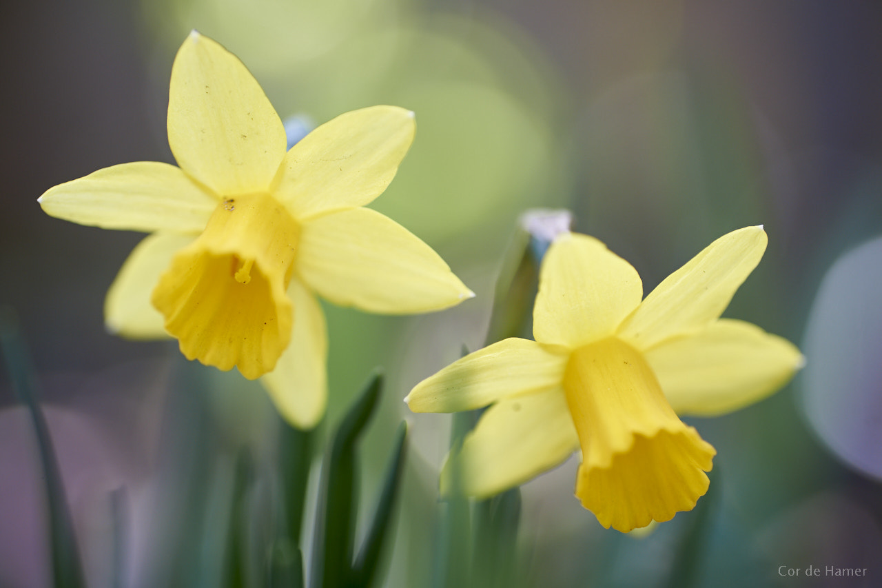 Sony a99 II + Tamron SP AF 90mm F2.8 Di Macro sample photo. Sunny flowers photography