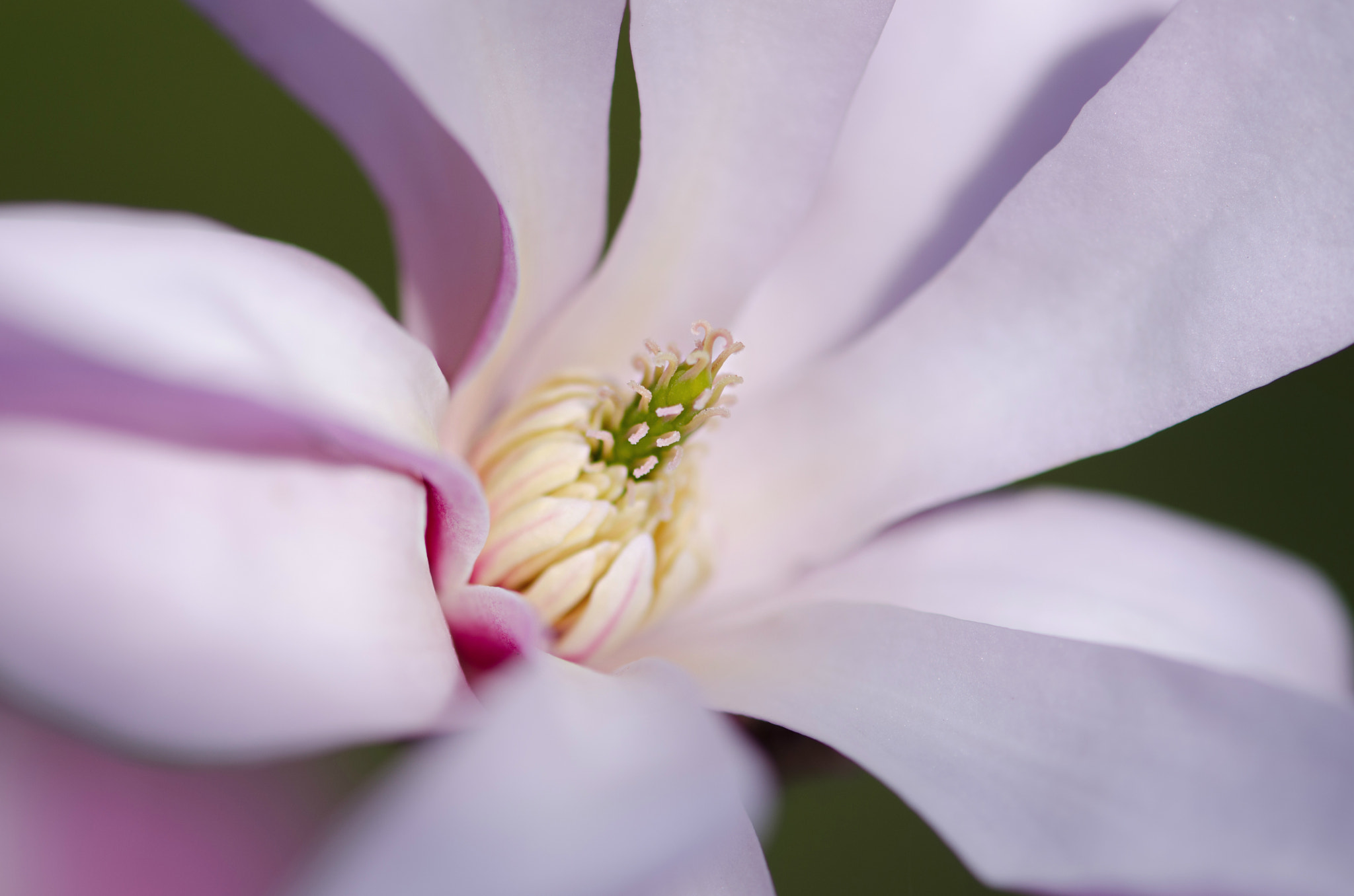 Nikon AF-S Micro-Nikkor 105mm F2.8G IF-ED VR sample photo. Magnolia photography