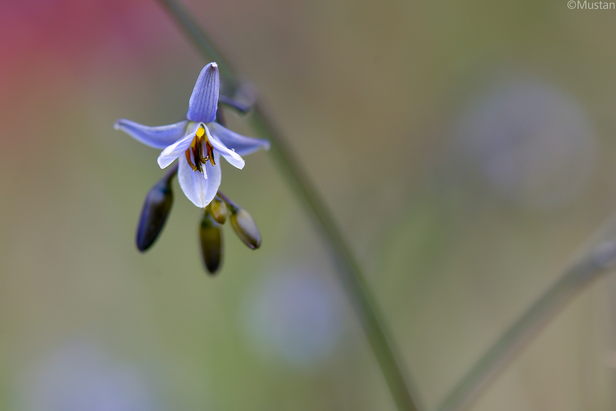 Nikon AF-S Micro-Nikkor 105mm F2.8G IF-ED VR sample photo. Micro photography