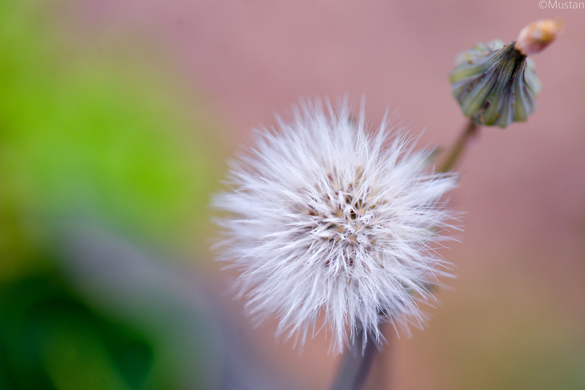 Nikon AF-S Micro-Nikkor 105mm F2.8G IF-ED VR sample photo. Micro photography