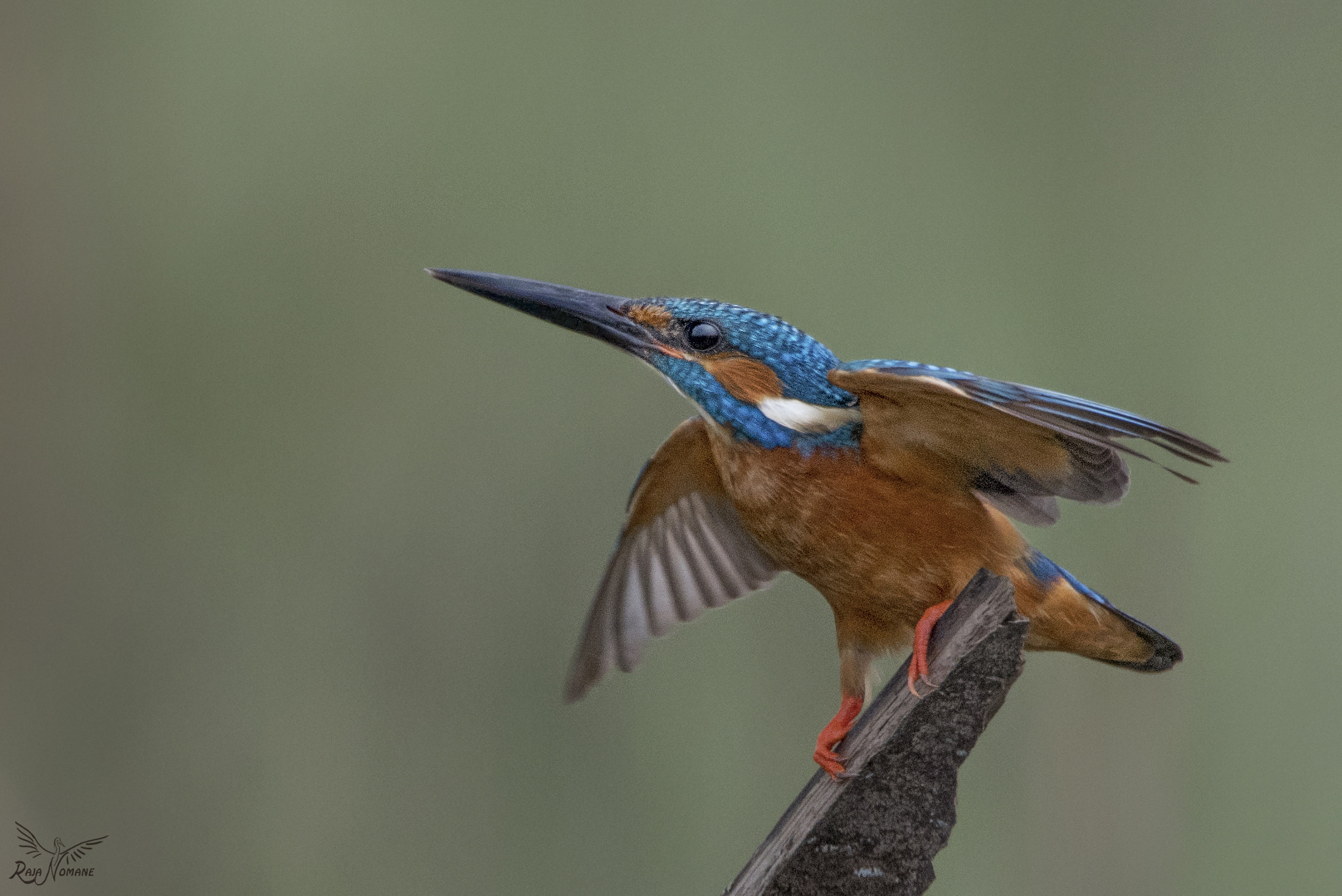 Sigma 50mm F2.8 EX DG Macro sample photo. Common kingfisher photography