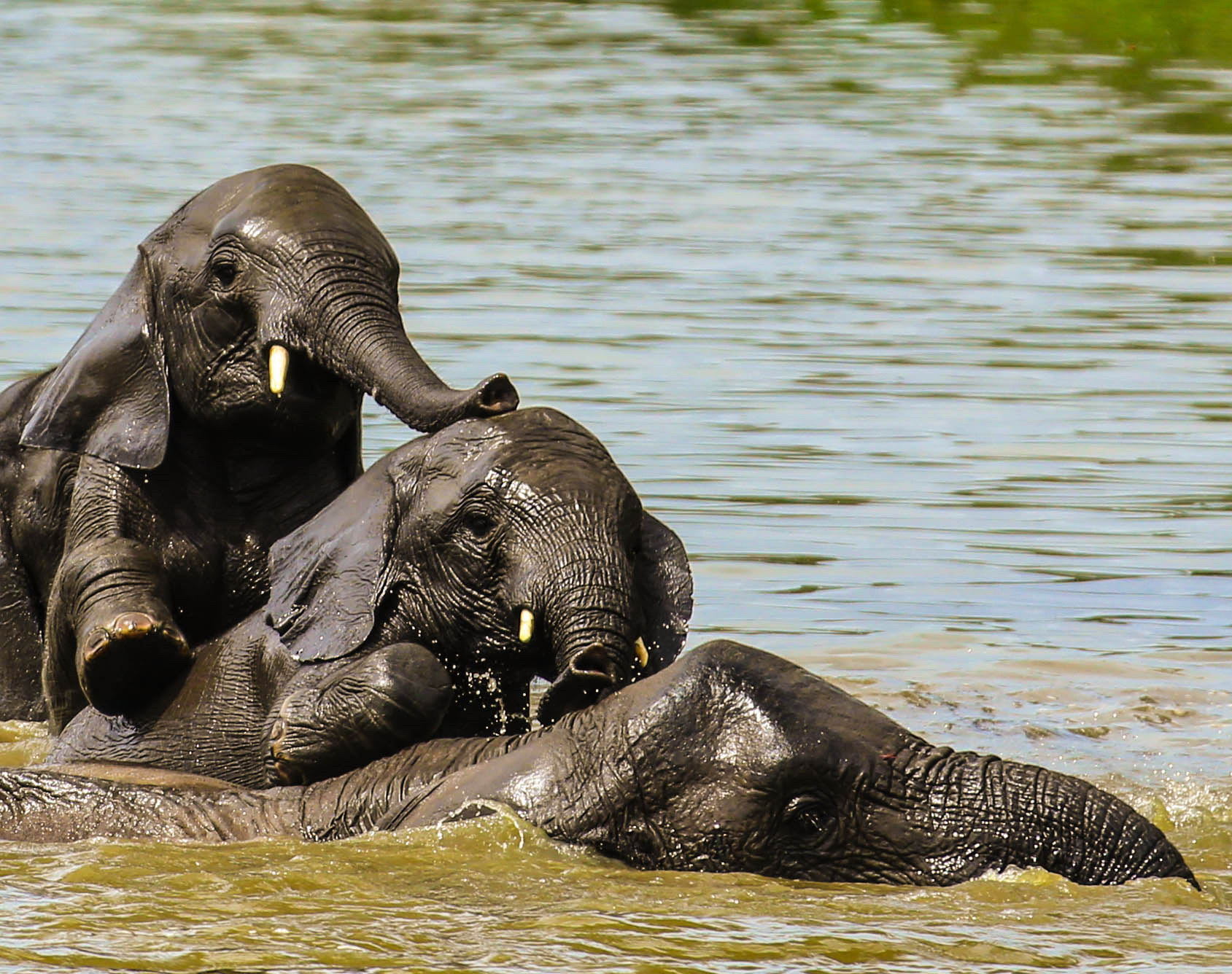 Canon EF 70-200mm F2.8L IS II USM sample photo. Elephants at play photography